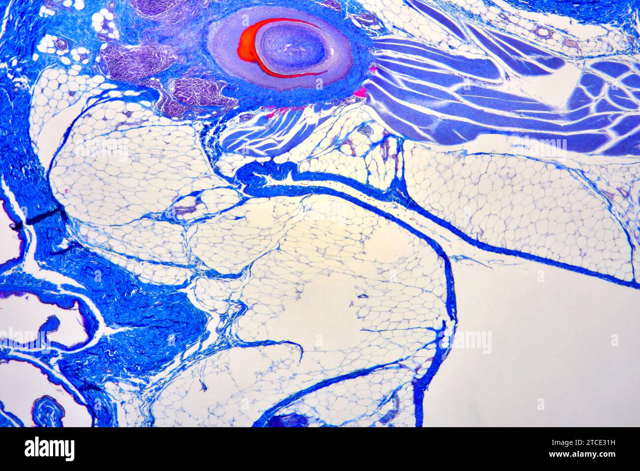 Chicken epidermis section showing adipose, connective and muscular tissues and calamus of a feather. Optical microscope X40. Stock Photo