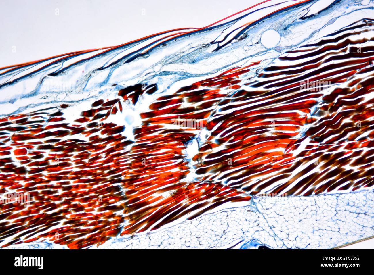 Lizard (Lacerta sp.) epidermis section showing adipose, connective and muscular tissues and scales. Optical microscope X40. Stock Photo