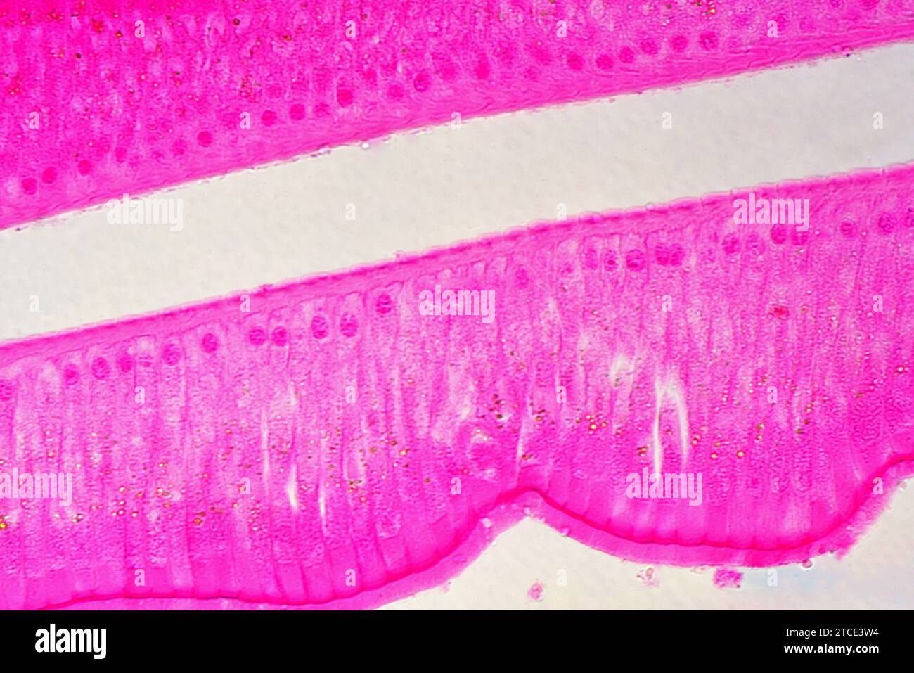 Simple columnar epithelium (Ascaris intestine). Optical microscope X400