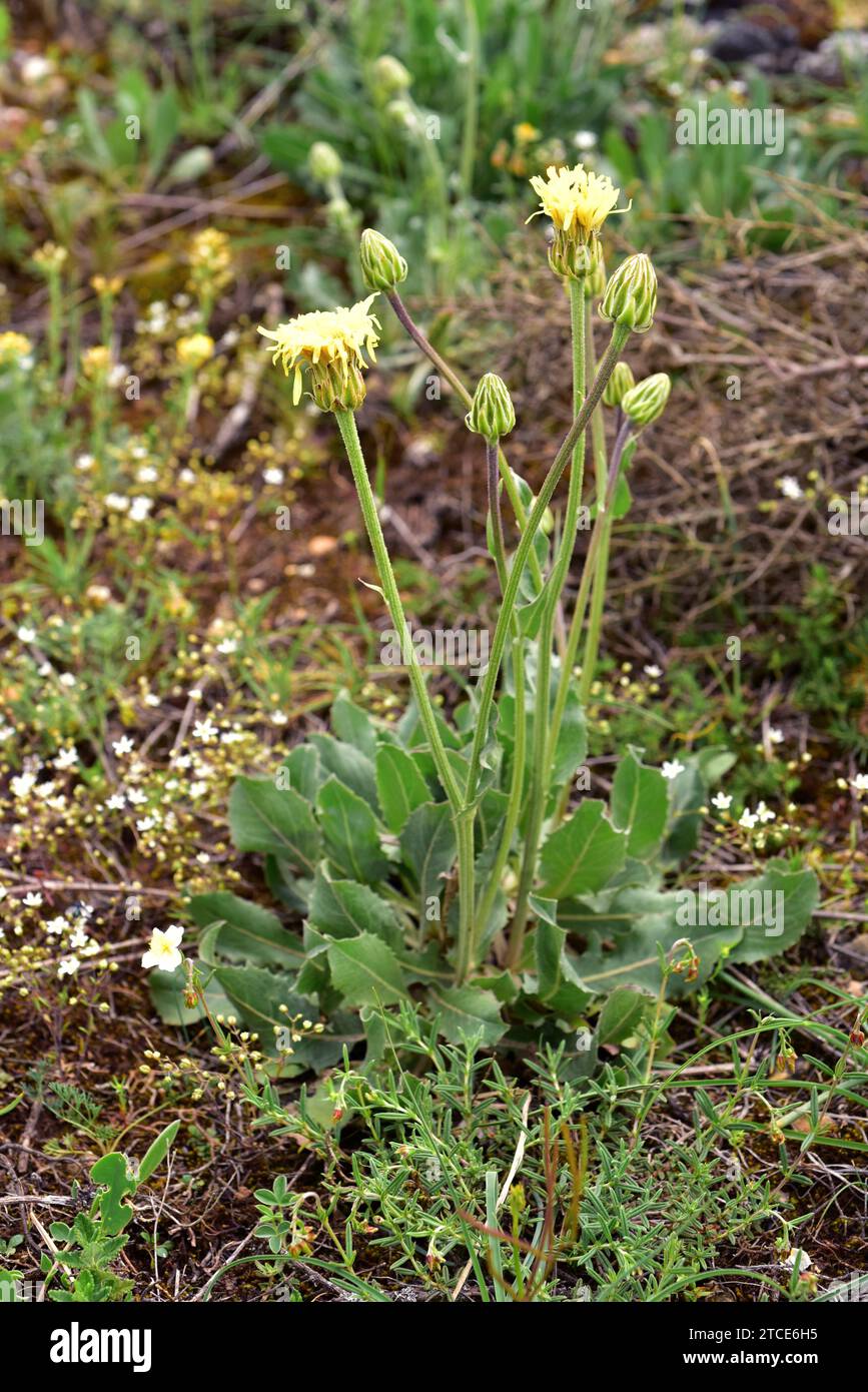 Arnoseris minima is an annual plant native to western Europe from northern Iberian Peninsula to southern Scandinavia. This photo was taken in Burgos p Stock Photo