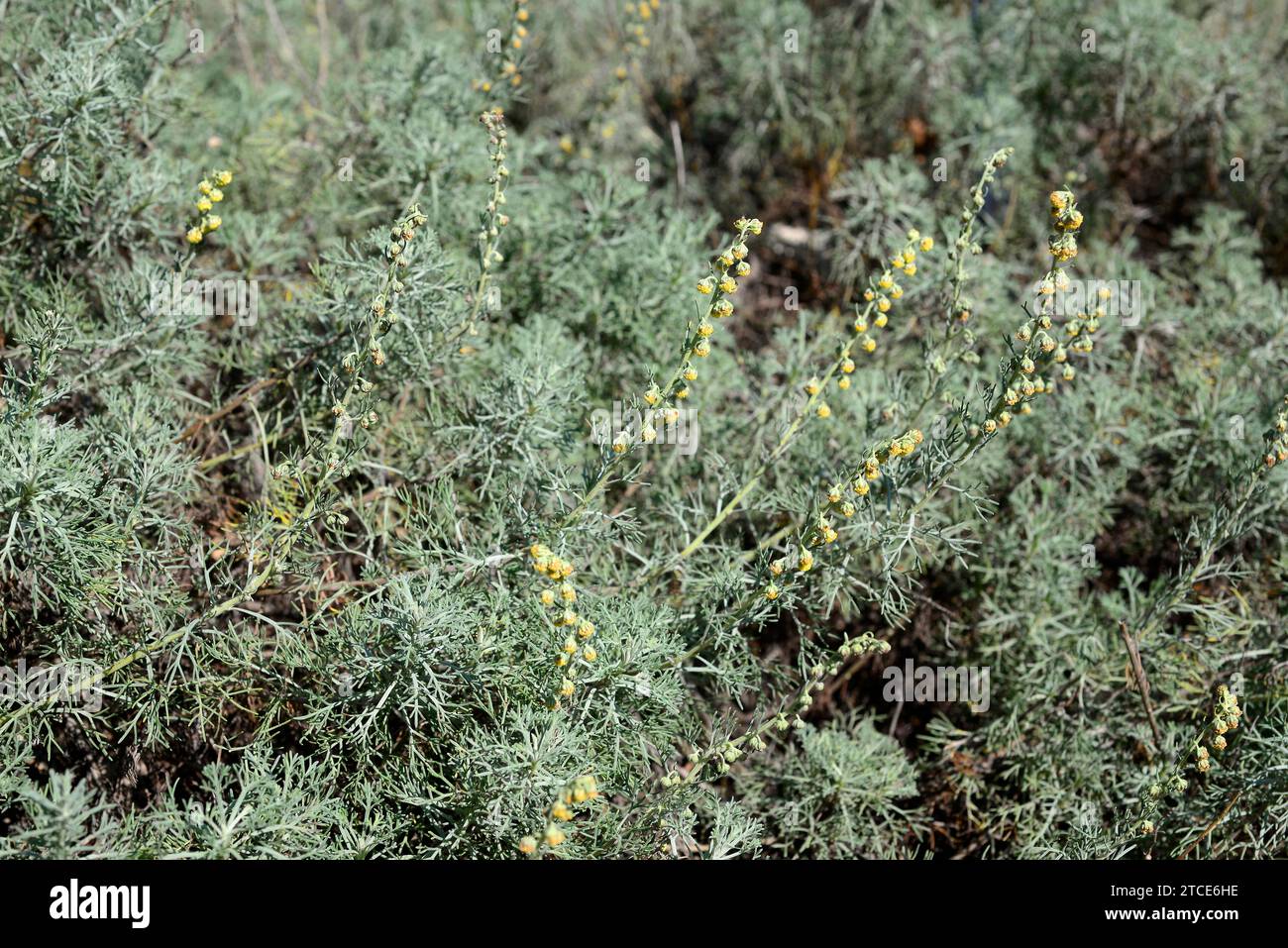 White mugwort (Artemisia alba) is an evergreen shrub Native to Europe, from Spain to Romania. This photo was taken in Pallars Jussa, Lleida, Catalonia Stock Photo