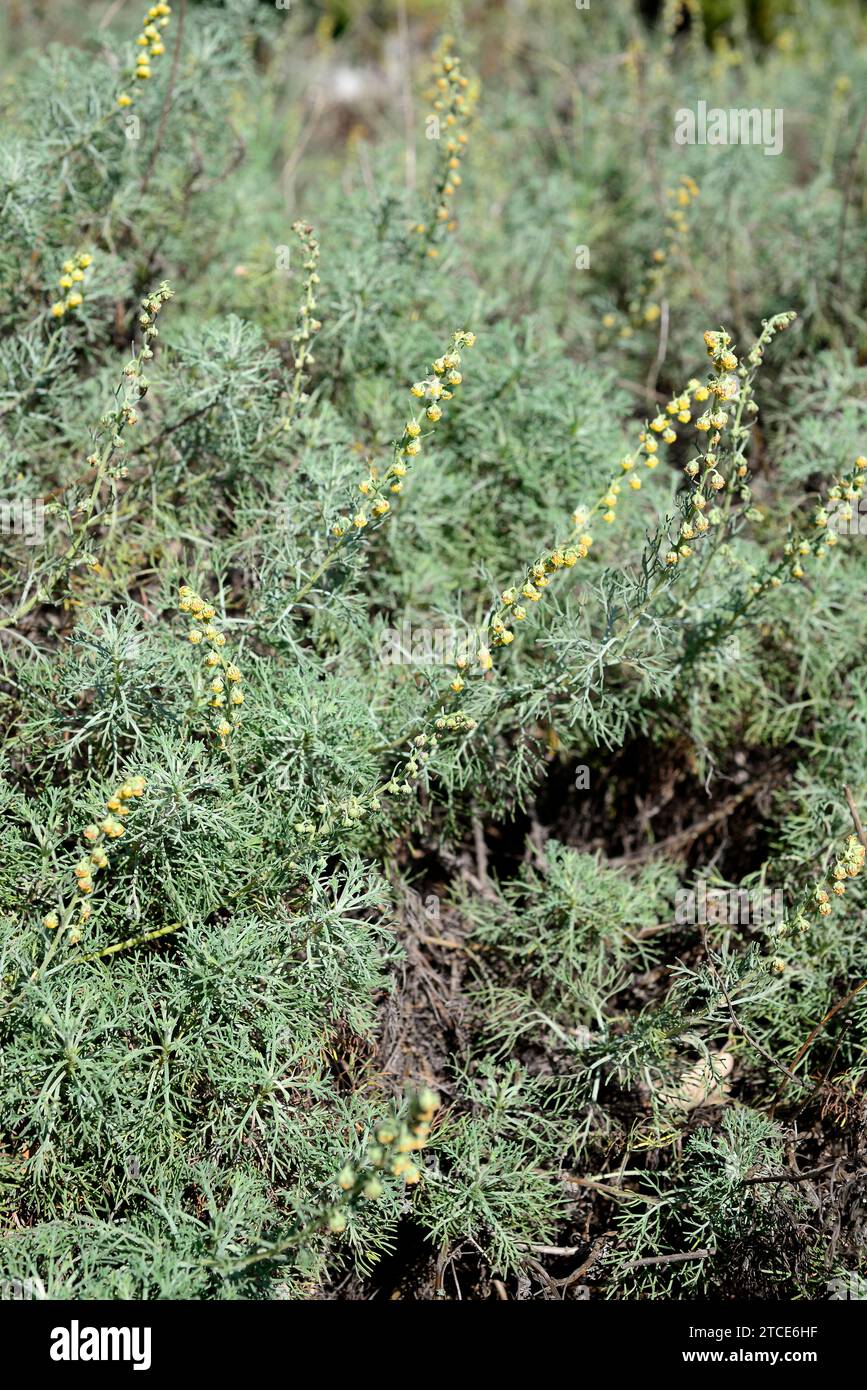 White mugwort (Artemisia alba) is an evergreen shrub Native to Europe, from Spain to Romania. This photo was taken in Pallars Jussa, Lleida, Catalonia Stock Photo