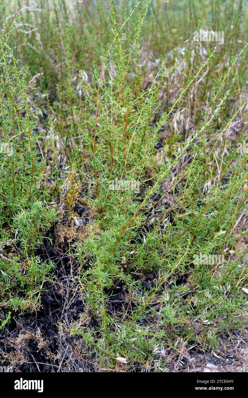 Abrotano de campo or ajea pegajosa (Artemisia campestris glutinosa) is a perennial aromatic plant native to eastern Andalucia. This photo was taken in Stock Photo