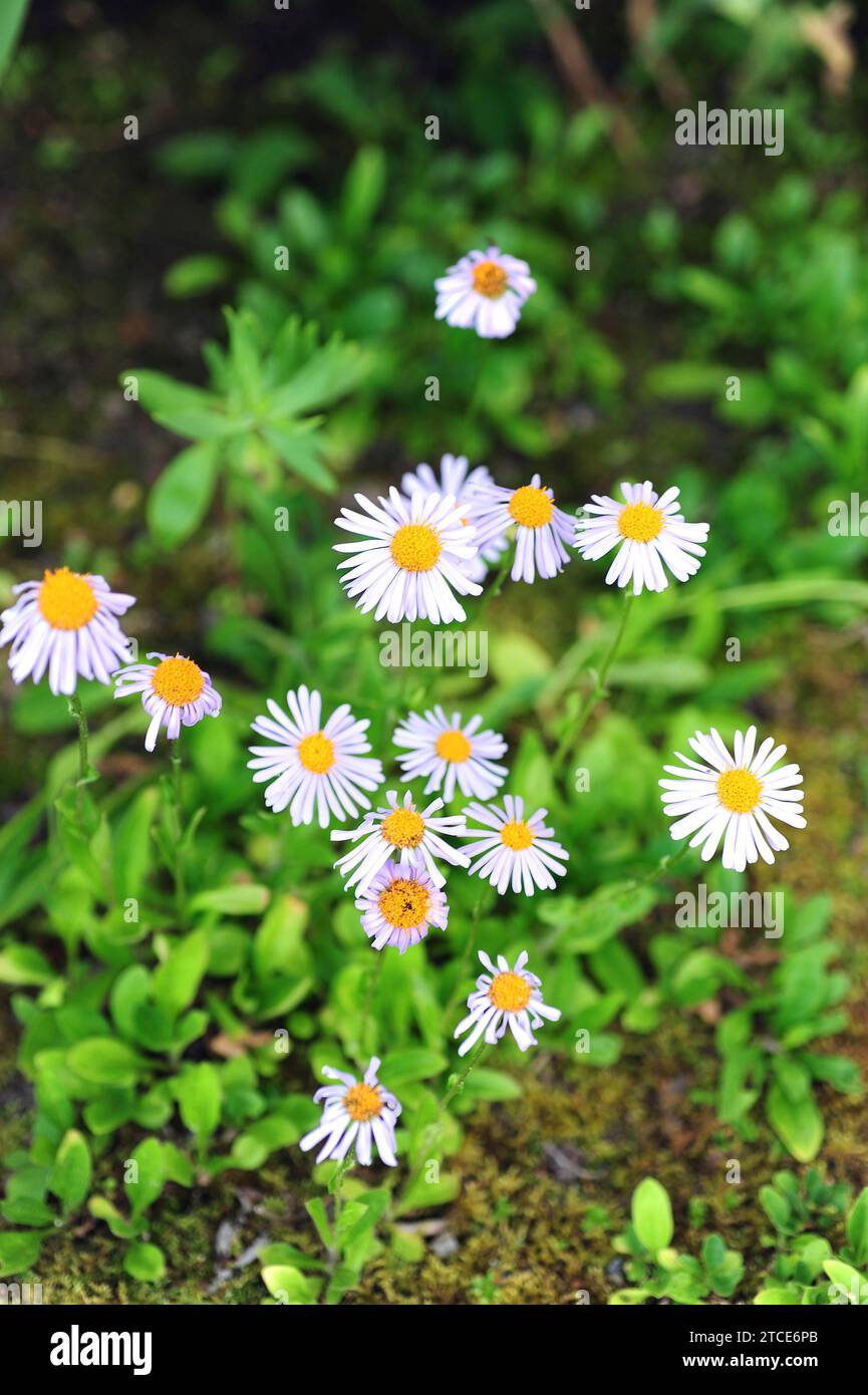 Blue alpine daisy hi-res stock photography and images - Alamy