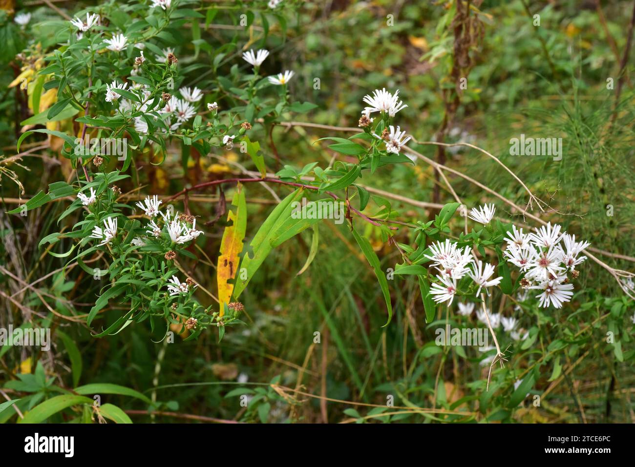 Frost aster (Aster pilosus or Symphyotrichum pilosum) is a perennial plant native to eastern North America and naturalized in Europe. This photo was t Stock Photo