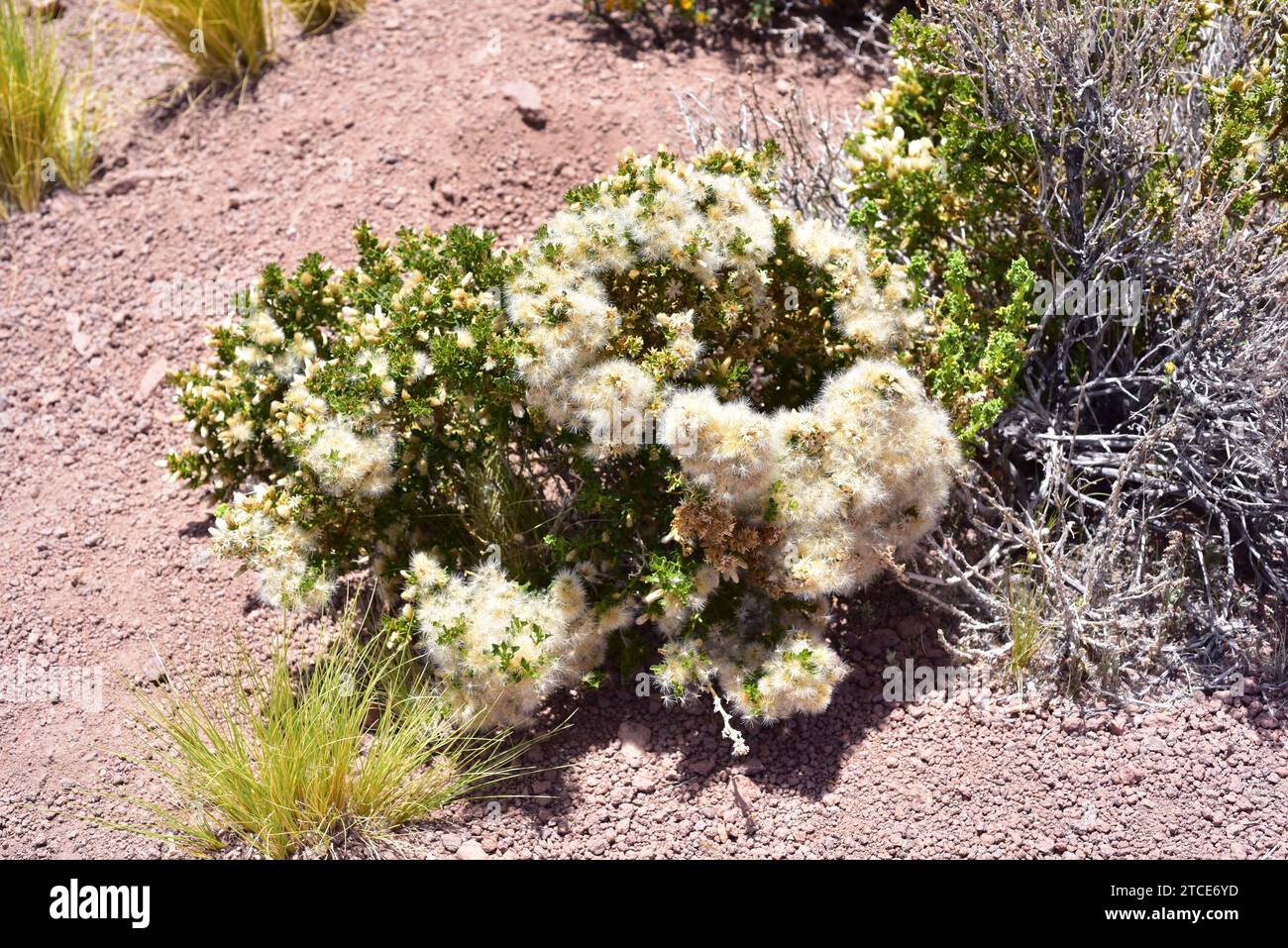 Tolita, tola lejia or chachacoma de burro (Baccharis tola) is a medicinal shrub native to northern Chile and Argentina. This photo was taken in Atacam Stock Photo