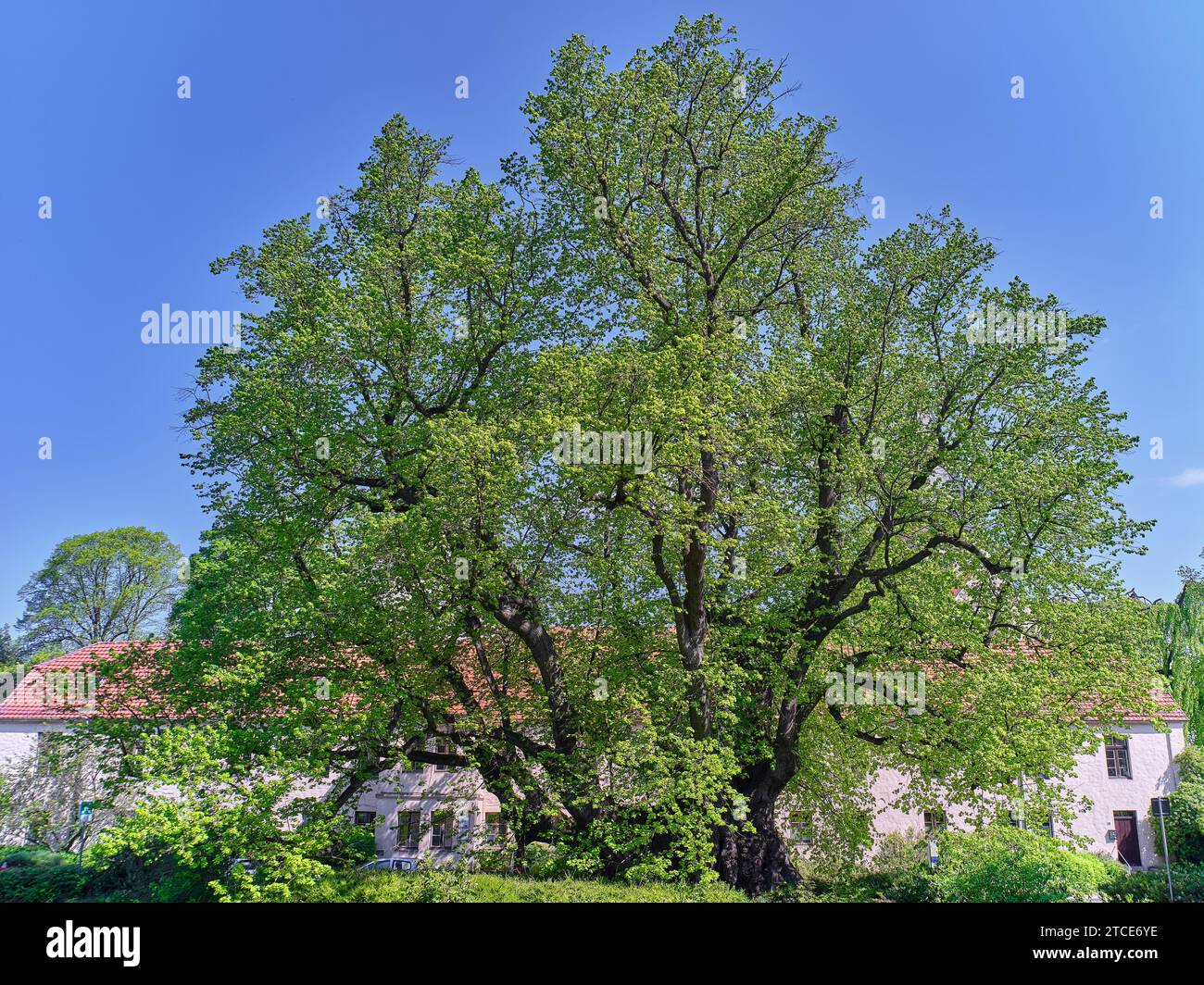 Emperor lothar linde hi-res stock photography and images - Alamy