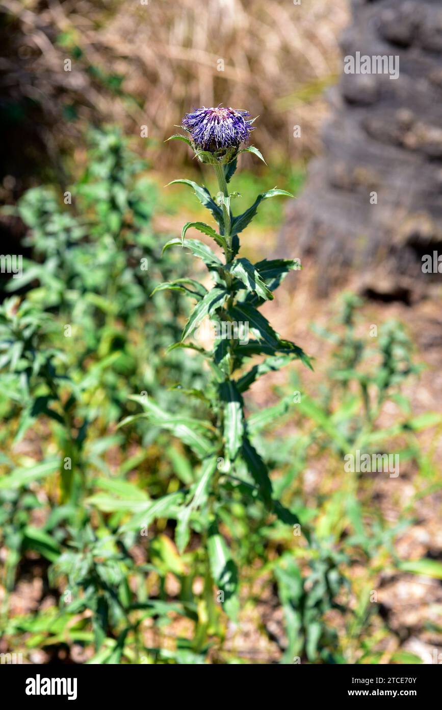 Azafran azul (Carduncellus caeruleus) is a perennial herb native to southern Spain and Canary Islands. Stock Photo