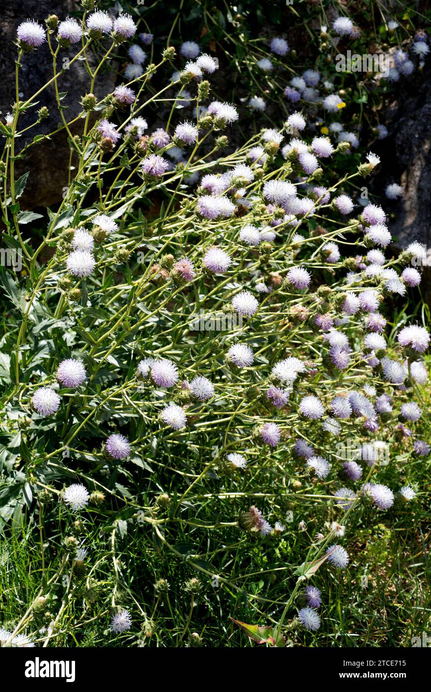 Cardo santo del Montgo or cardo ibizenco (Carduncellus dianius) is an endangered perennial plant endemic to Alicante and Ibiza. Stock Photo