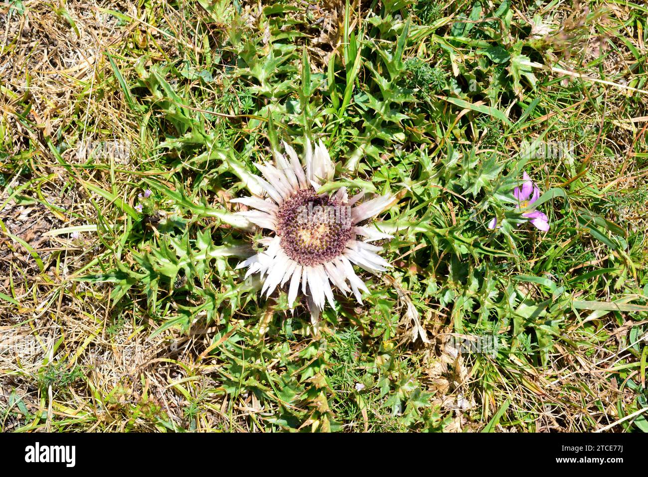 Carlina (Carlina acanthifolia) is a stemless biennial plant native to mountains of central and south Europe. This photo was taken in Aiguestortes, Lle Stock Photo