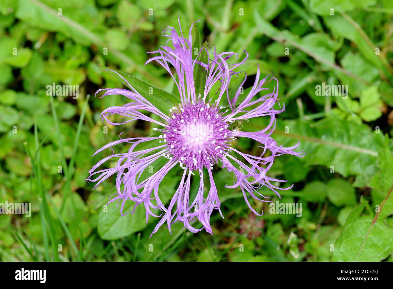 Alpine greater knapweed (Centaurea scabiosa alpestris) is a perennial plant native to Europe. Inflorescence detail. This photo was taken in Alps, Fran Stock Photo