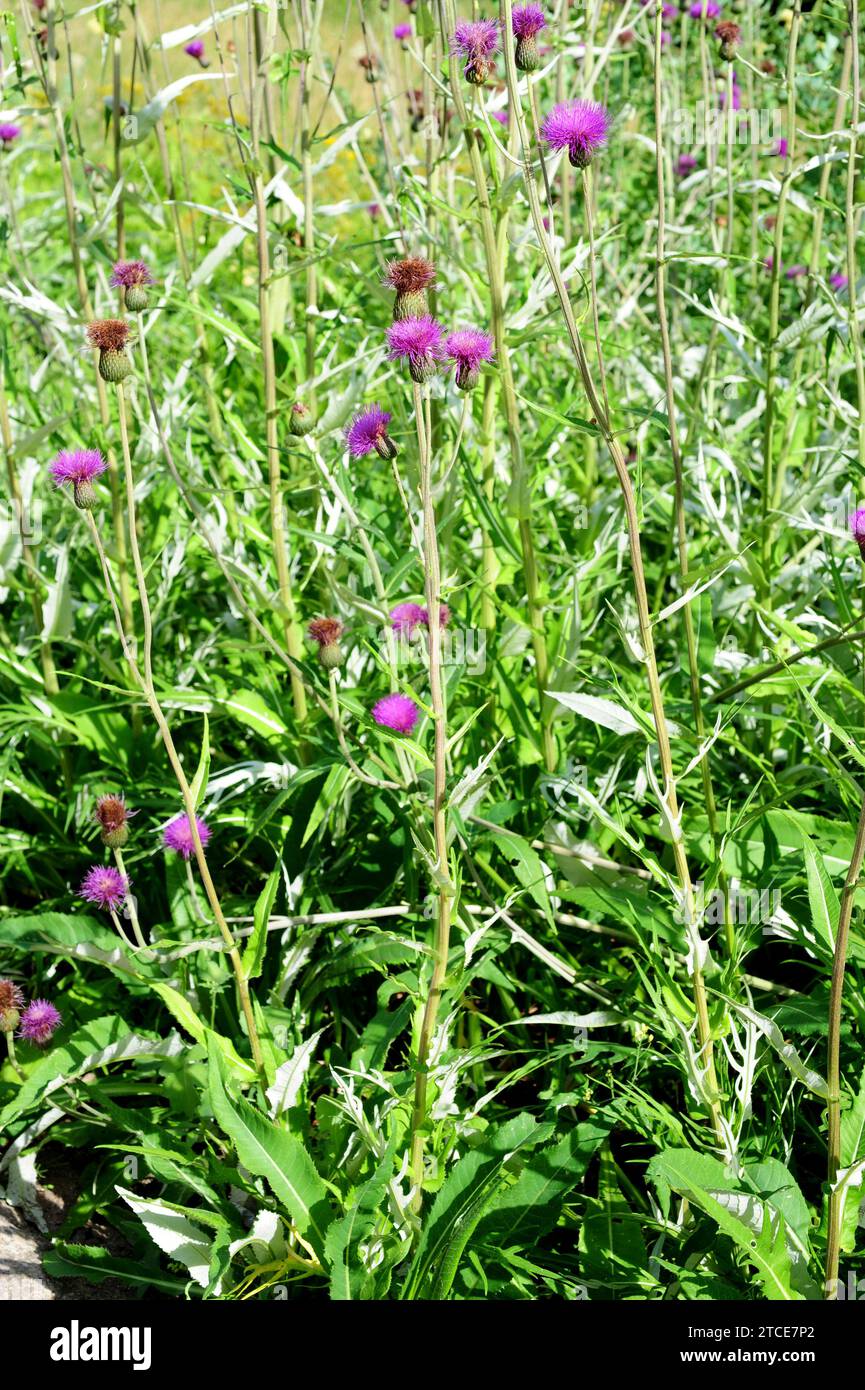 Melancholy thitle (Cirsium helenioides) is a perennial plant native to norther Europe from Greenland to Russia. Stock Photo