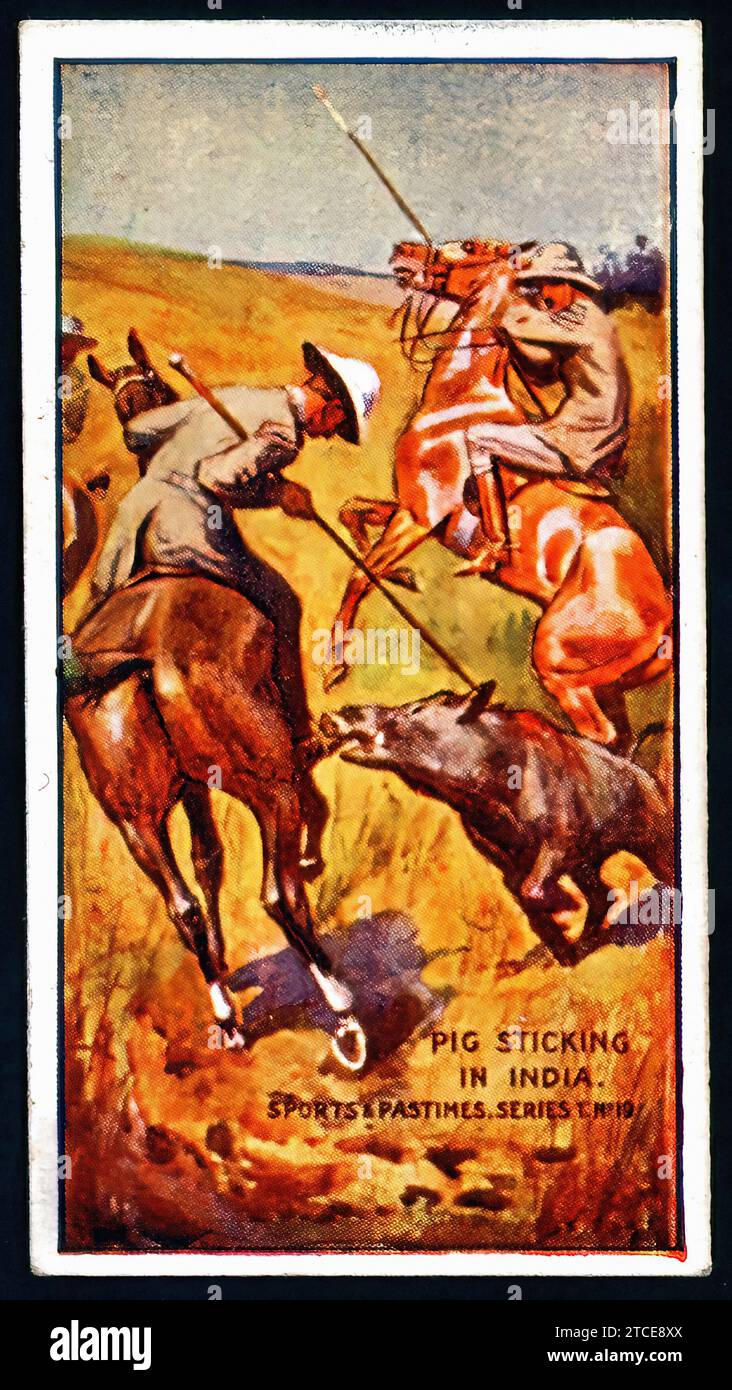 Pig Sticking in India - Vintage Cigarette Card Stock Photo