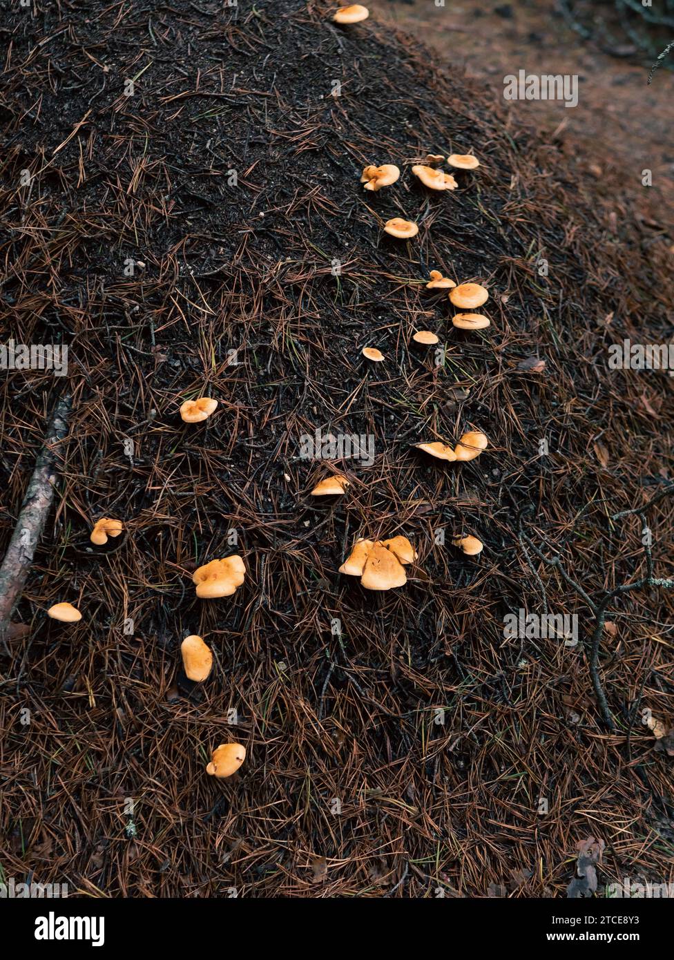 anthill in forest with mushrooms Stock Photo