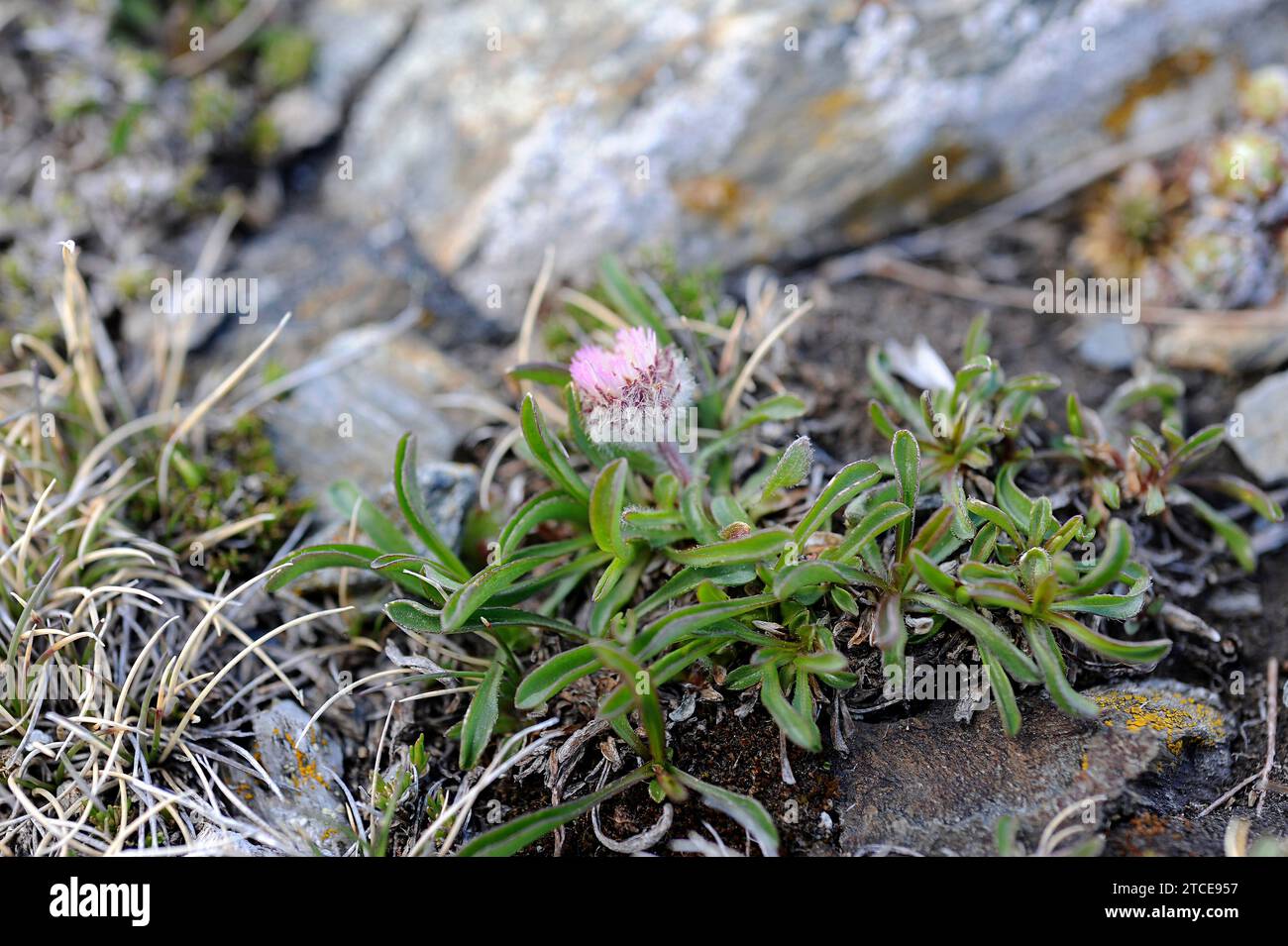 Erigeron aragonensis or Erigeron uniflorus aragonensis is a perennial herb native to Pyrenees. This photo was taken in Huesca Pyrenees, Aragon, Spain. Stock Photo