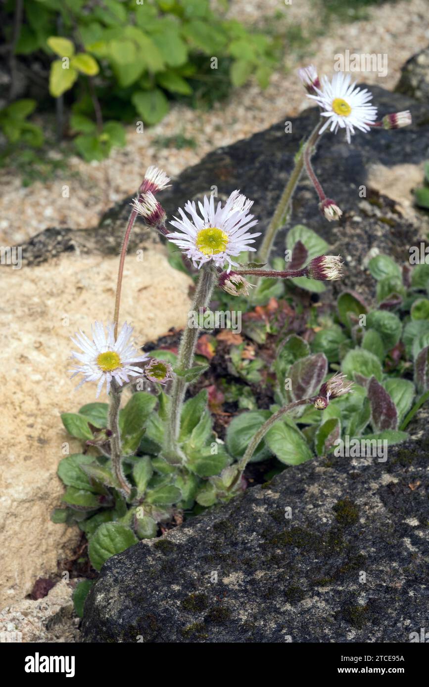 Robin's platain (Erigeron pulchellus) is a perennial herb native to North America, from Canada to southern USA. Stock Photo