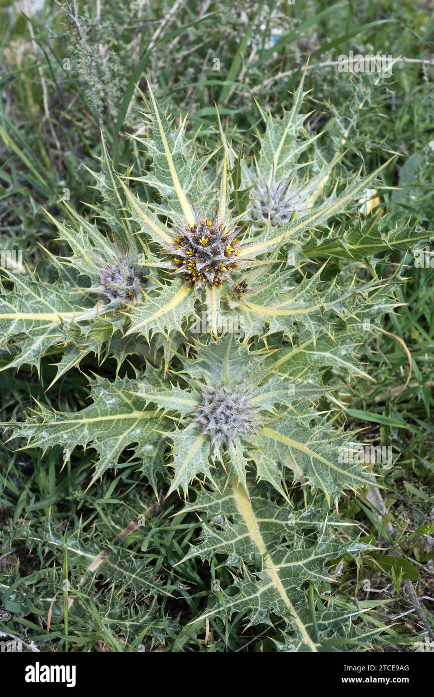 Gundelia tournefortii is a spiny perennial plant native to eastern Mediterranean region. This photo was taken near Madaba, Jordan. Stock Photo