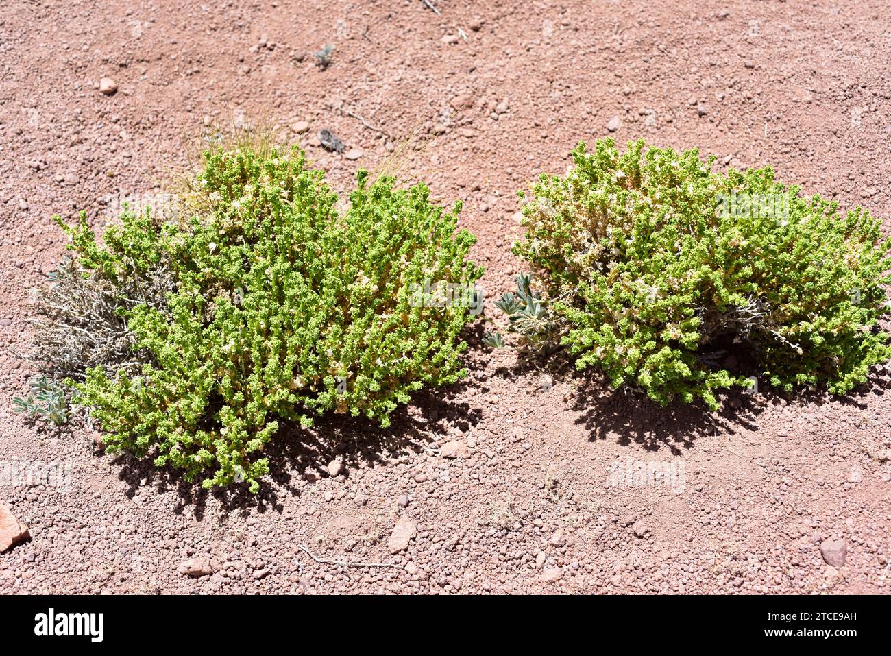 Bailahuen (Haplopappus baylahuen) is a medicinal shrub native to northern Chile. This photo was taken in Atacama Desert. Stock Photo