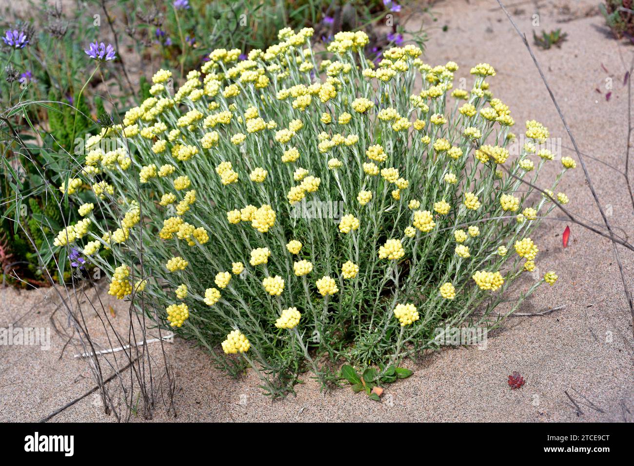 Perpetual (Helichrysum stoechas) is an annual or perennial medicinal plant native to Mediterranean basin. This photo was taken in Pals beach, Girona, Stock Photo