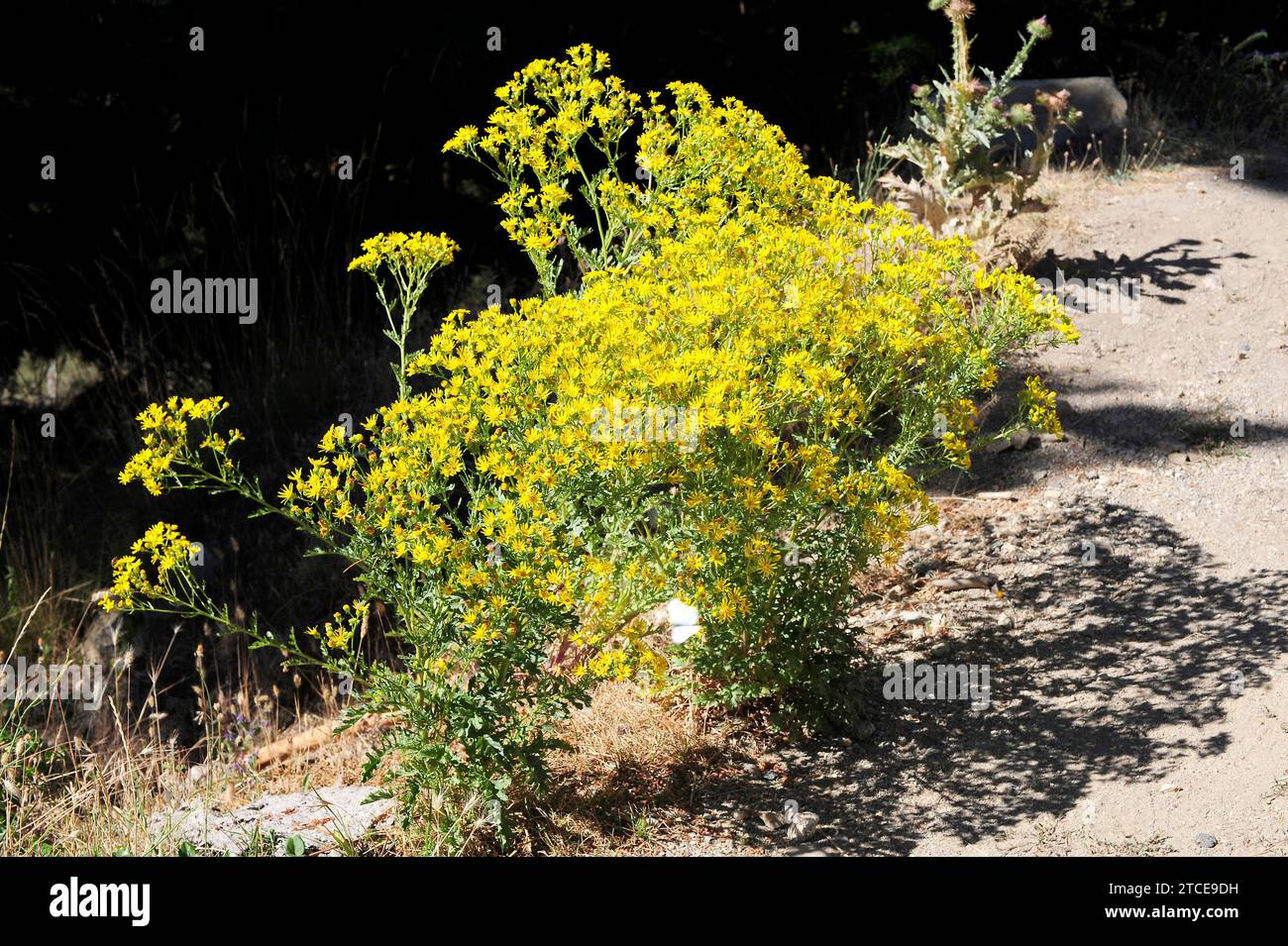 Ragwort (Jacobaea vulgaris or Senecio jacobaea) is a biennial or perennial plant native to Europe. This photo was taken in Gredos, Avila, Castilla y L Stock Photo