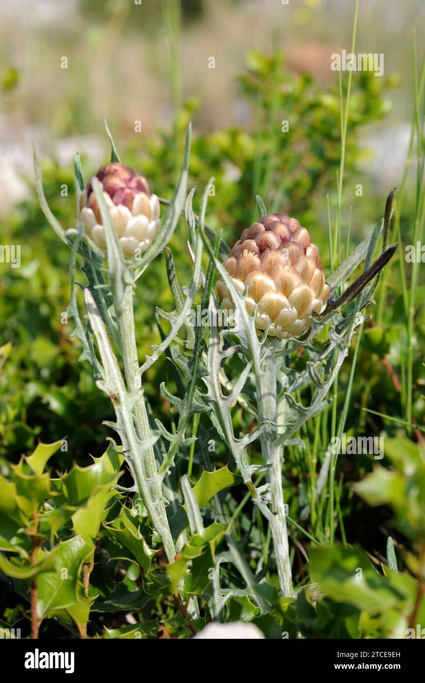 Cuchara de pastor (Leuzea conifera or Rhaponticum coniferum) is a perennial herb native to western Mediterranean region. This photo was taken in Garra Stock Photo