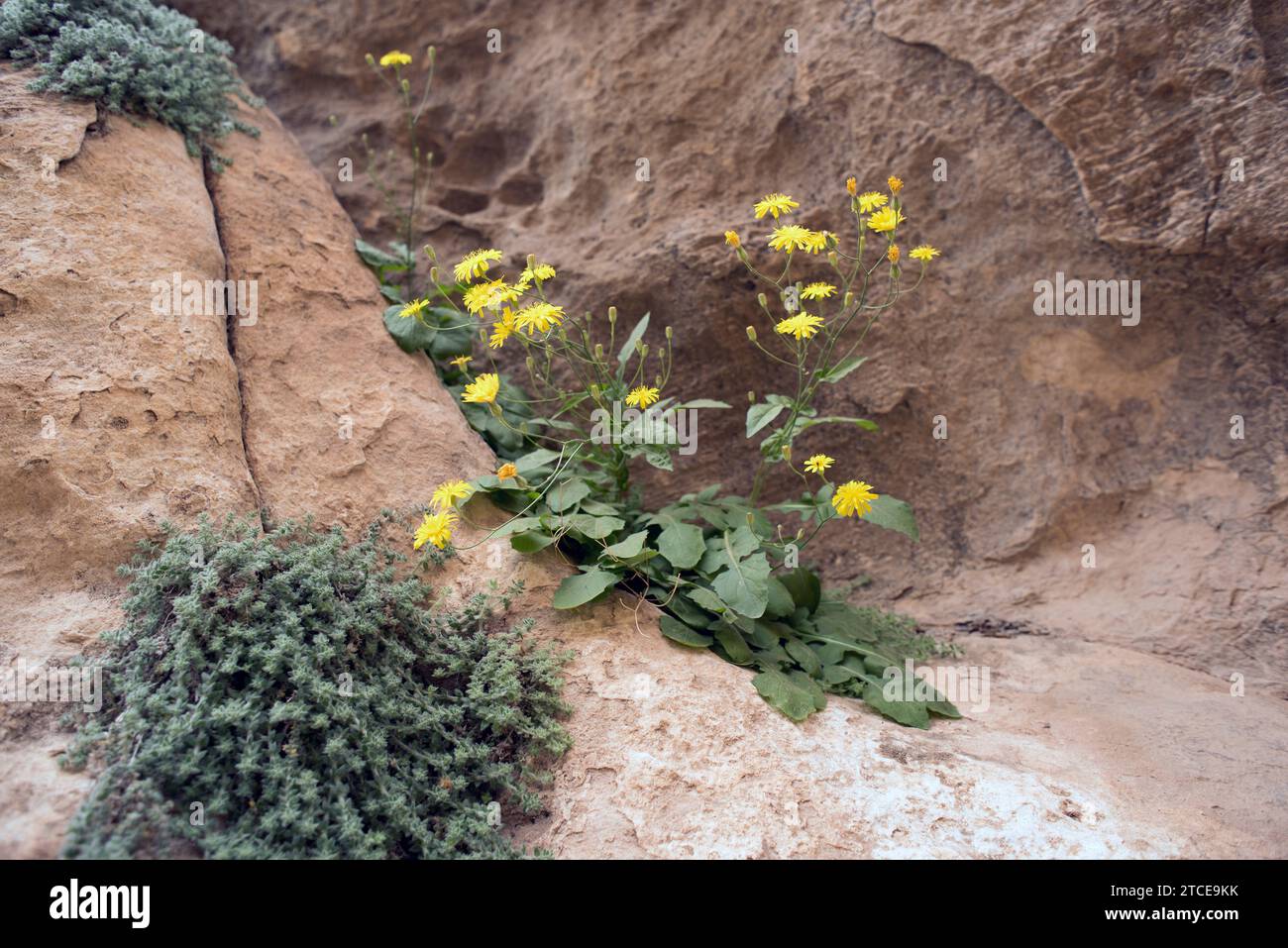 Uñas del diablo (Rhagadiolus stellatus) is an annual plant native to Mediterranean basin. This photo was taken in Petra, Jordan. Stock Photo