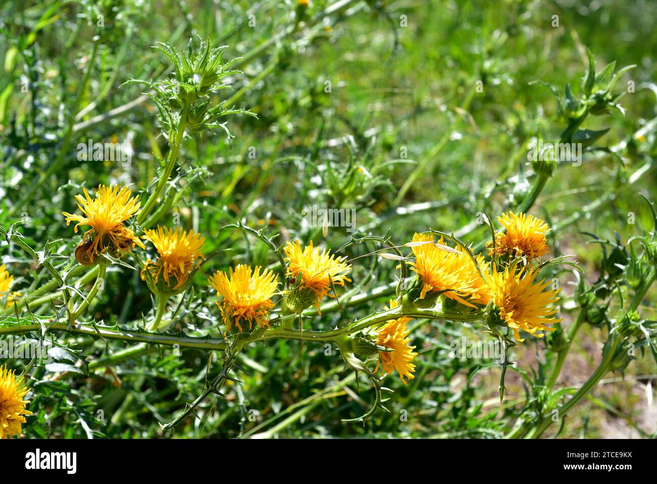 Scolymus grandiflorus is an annual or biennial plant native to part of Mediterranean basin (Morocco, Algeria, Tunisia, Libya, Malta and Sicily). Inflo Stock Photo