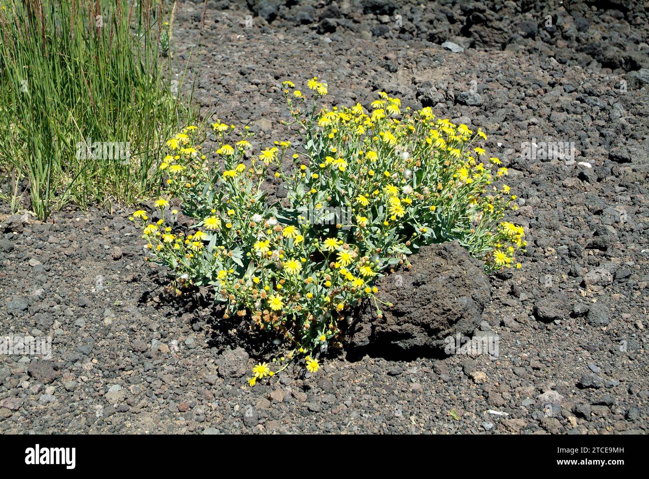 Senecio aetnensis or Senecio squalidus aetnensis is a perennial herb endemic to Etna (Sicily). Stock Photo