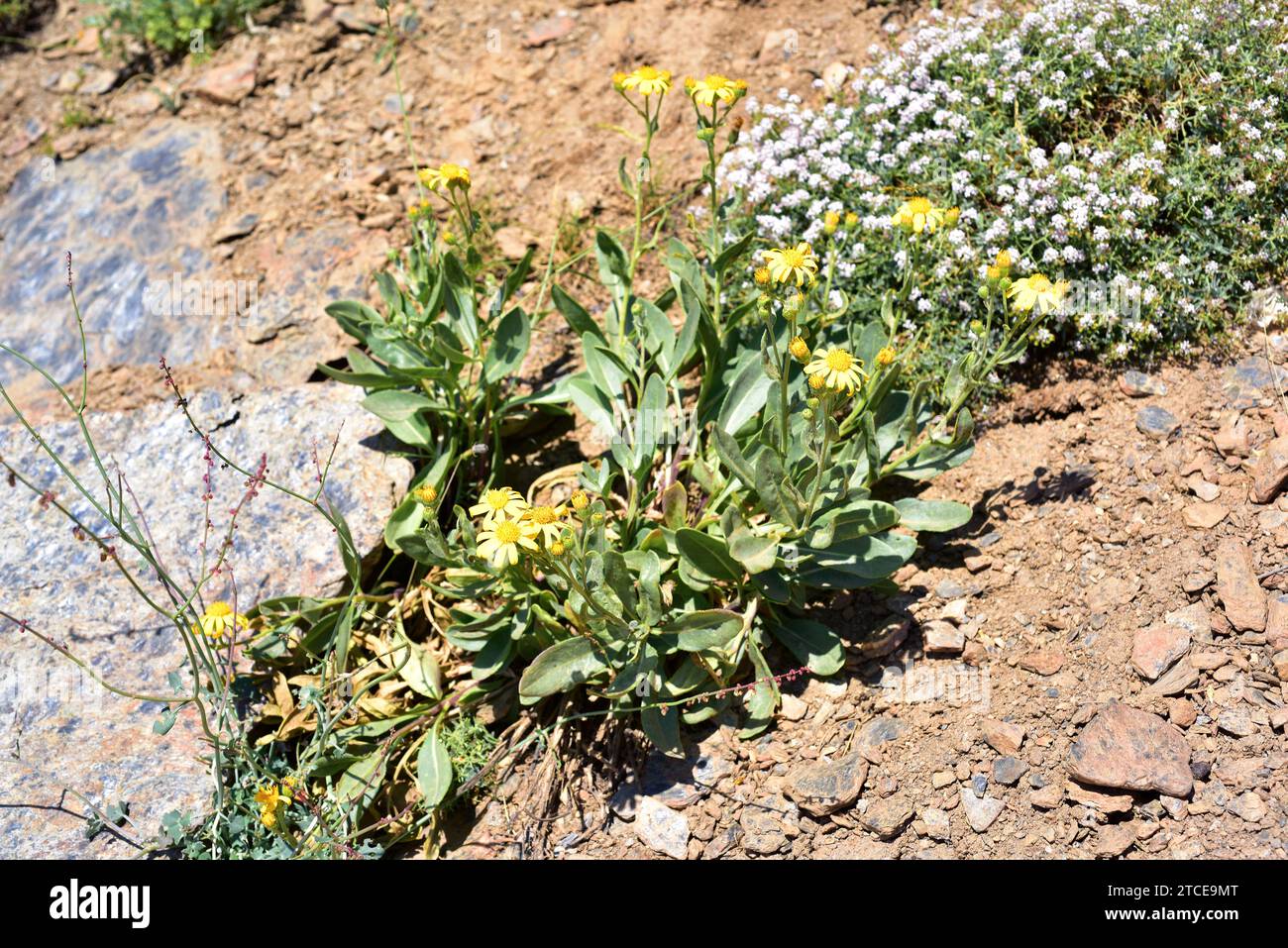 Suzon de Sierra Nevada (Senecio pyrenaicus granatensis) is a subspecies endemic to Sierra Nevada National Park and other nearby mountains. This photo Stock Photo