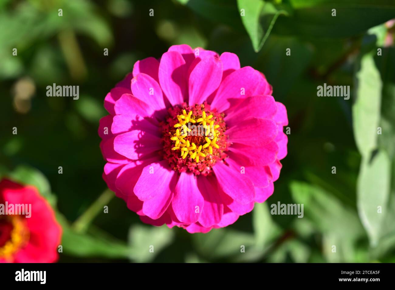 flor de zinnia