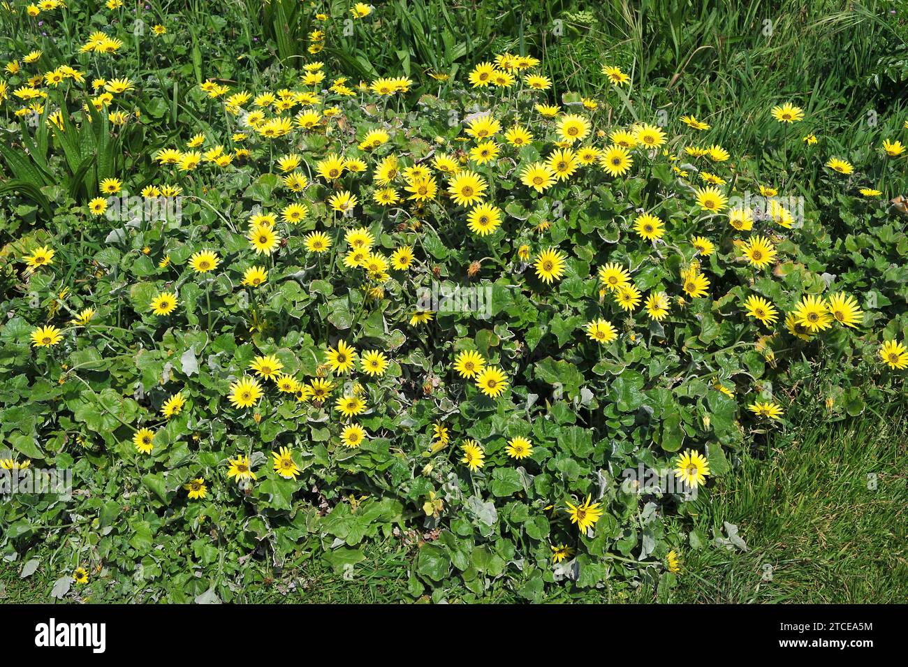 Capeweed (Arctotheca calendula) is an annual or perennial herb native