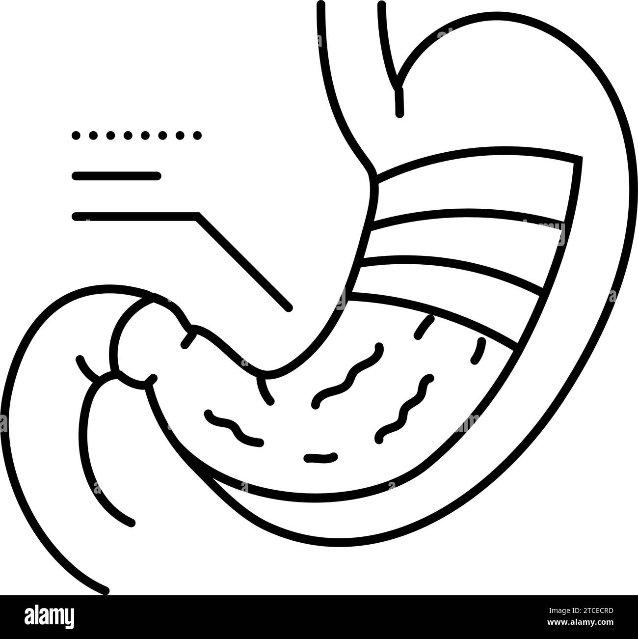 stomach anatomy gastroenterologist line icon vector illustration Stock