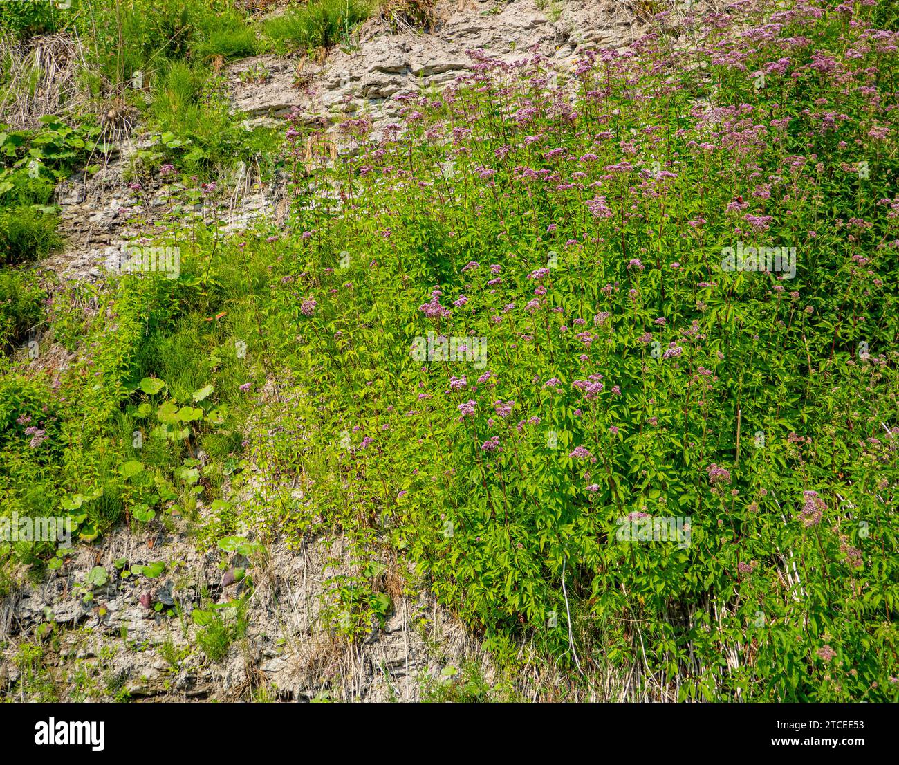 Plants that live in limestone outcrops calciphil (limeloving crop