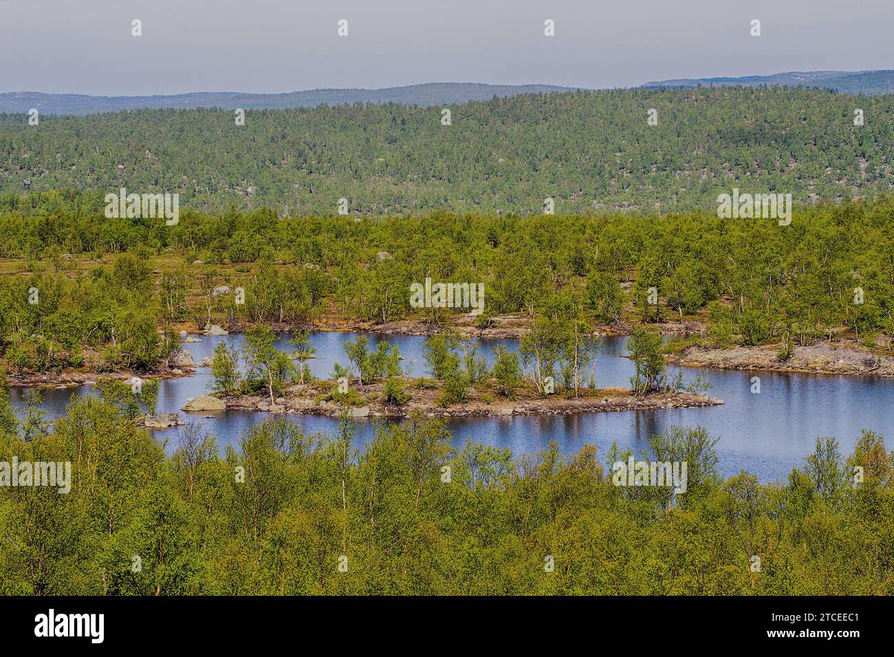 This is vernal Lapland. Boreal pine forests (Pinus friesiana open tree formation+birch) stretch to the very Arctic Circle. Glacial hills (fjelds) and Stock Photo