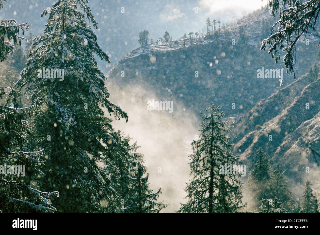 Spring snowfall in the Himalayas. Low clouds crawl in the gorge. The cedars and bushes are covered with snow Stock Photo