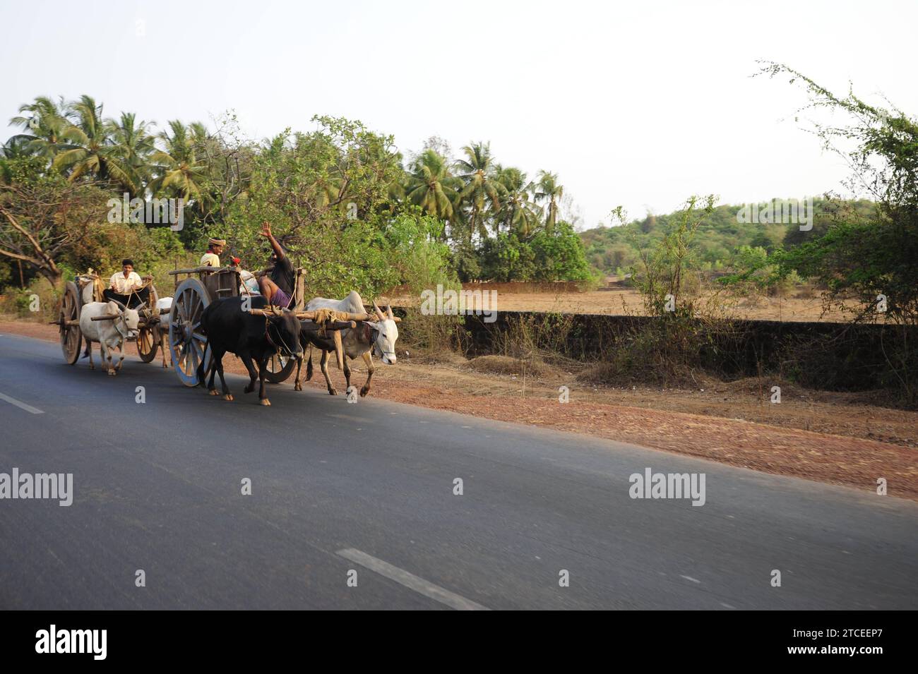 A Cow Or Cattle As A Sacred Animal In India Cow As A Sacred Animal In   A Cow Or Cattle As A Sacred Animal In India Cow As A Sacred Animal In India Credit Imagoalamy Live News 2TCEEP7 