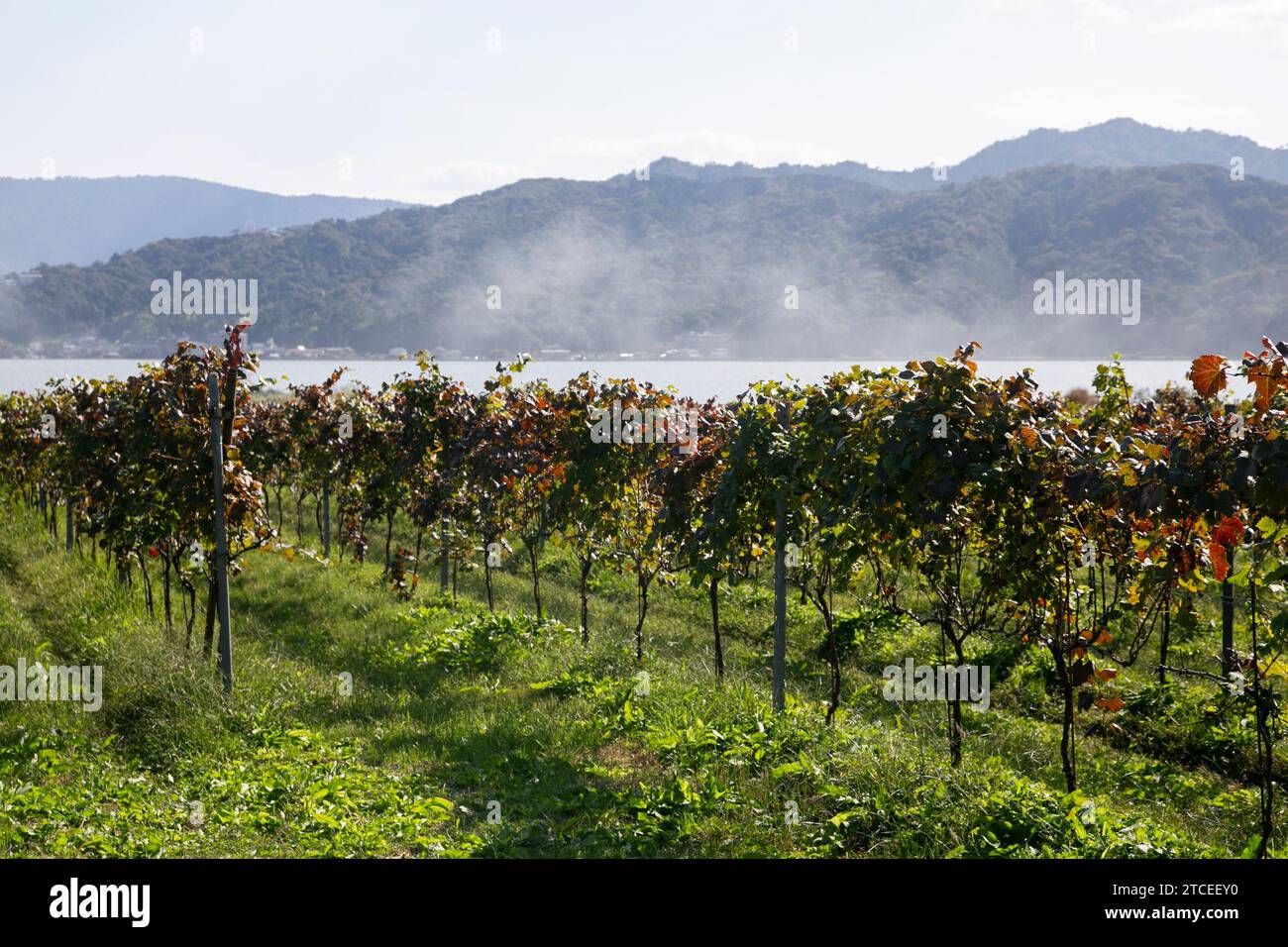 Japanese vineyards of a winery in Amanohashidate in Miyazu in the north of Kyoto in Japan. Stock Photo