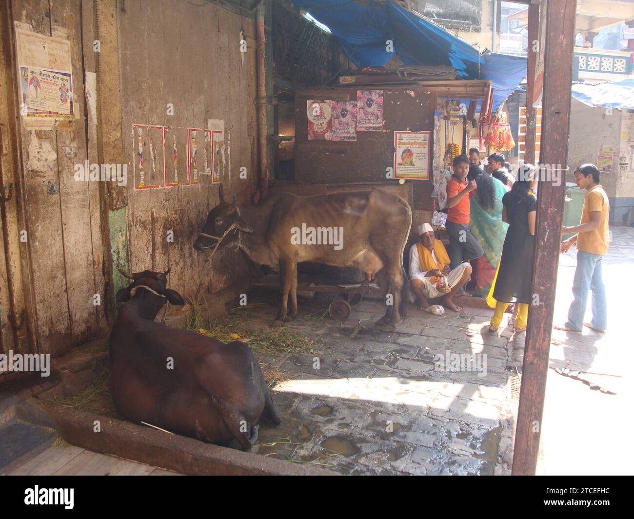 a cow or cattle as a sacred animal in India cow as a sacred animal in