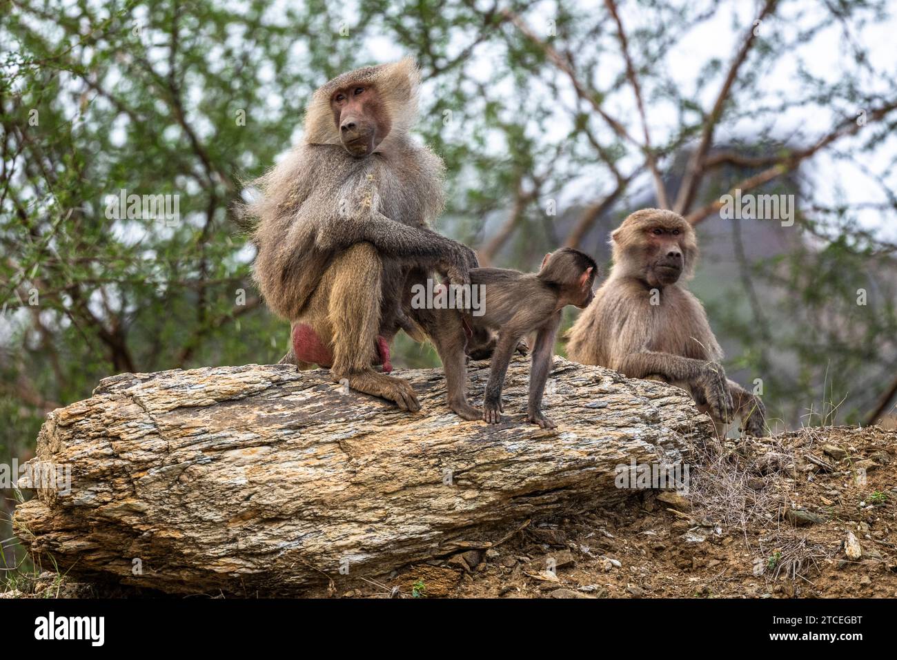 Hamadryas baboon, Papio hamadryas, in the Asir Mountains in Saudi Arabia. Stock Photo