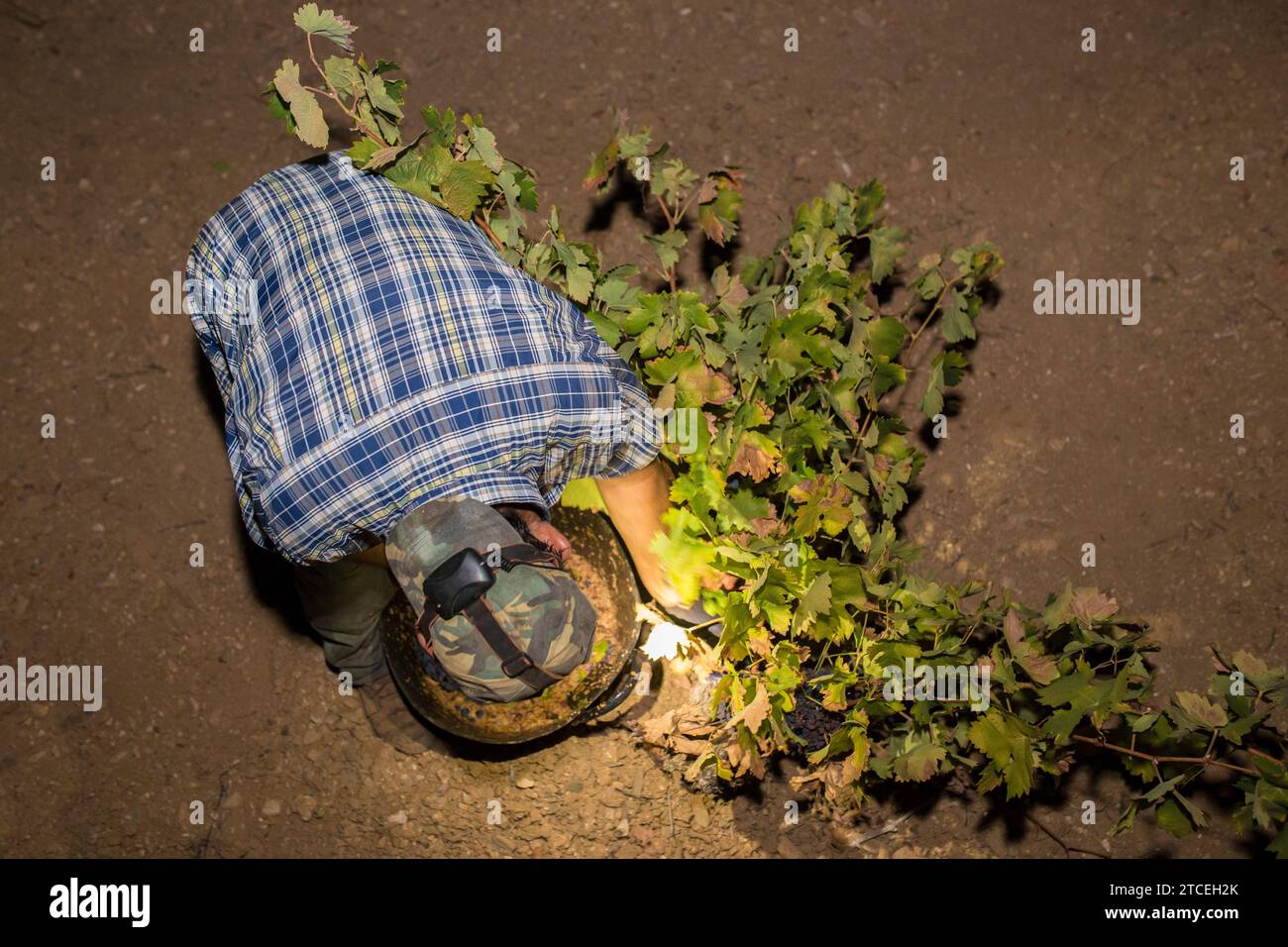 Grape picker working at night with headlamps. Overhead view Stock Photo