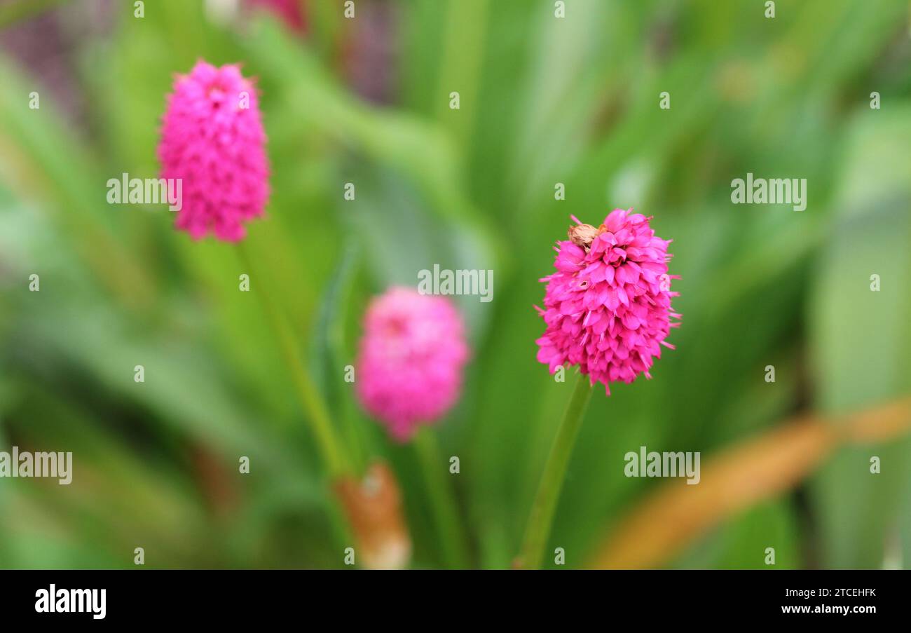 A close up of Persicaria Milletii Stock Photo