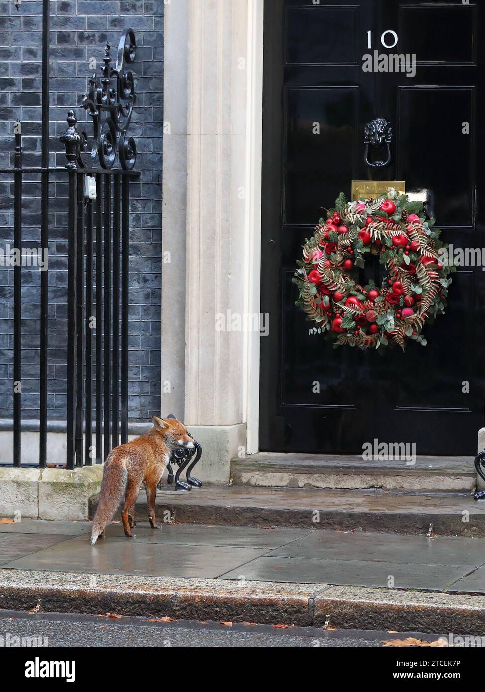 London, United Kingdom. 12th Dec, 2023. An urban fox in Downing Street during the Cabinet Meeting. Credit: Uwe Deffner/Alamy Live News Stock Photo
