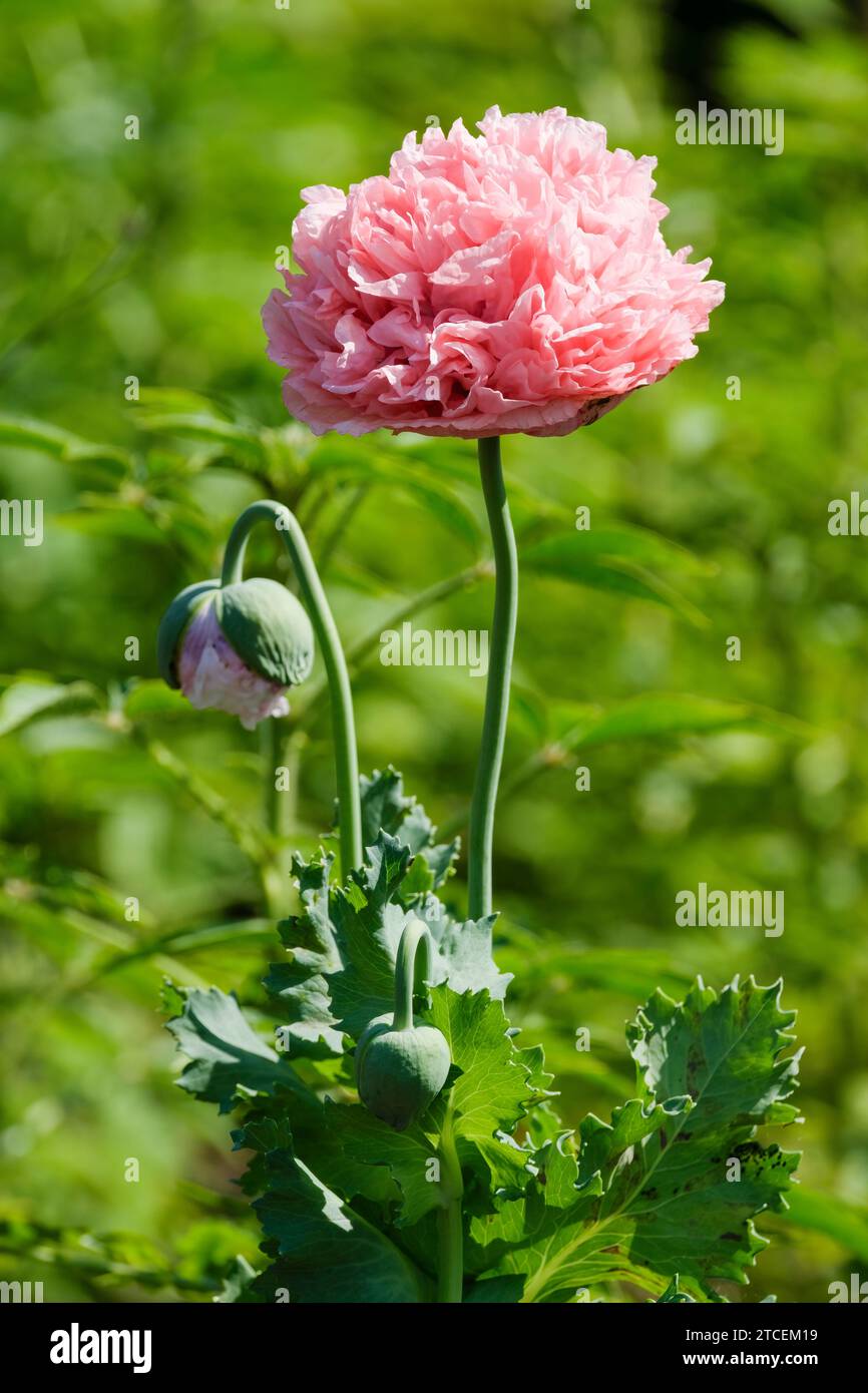 Paeony 2024
