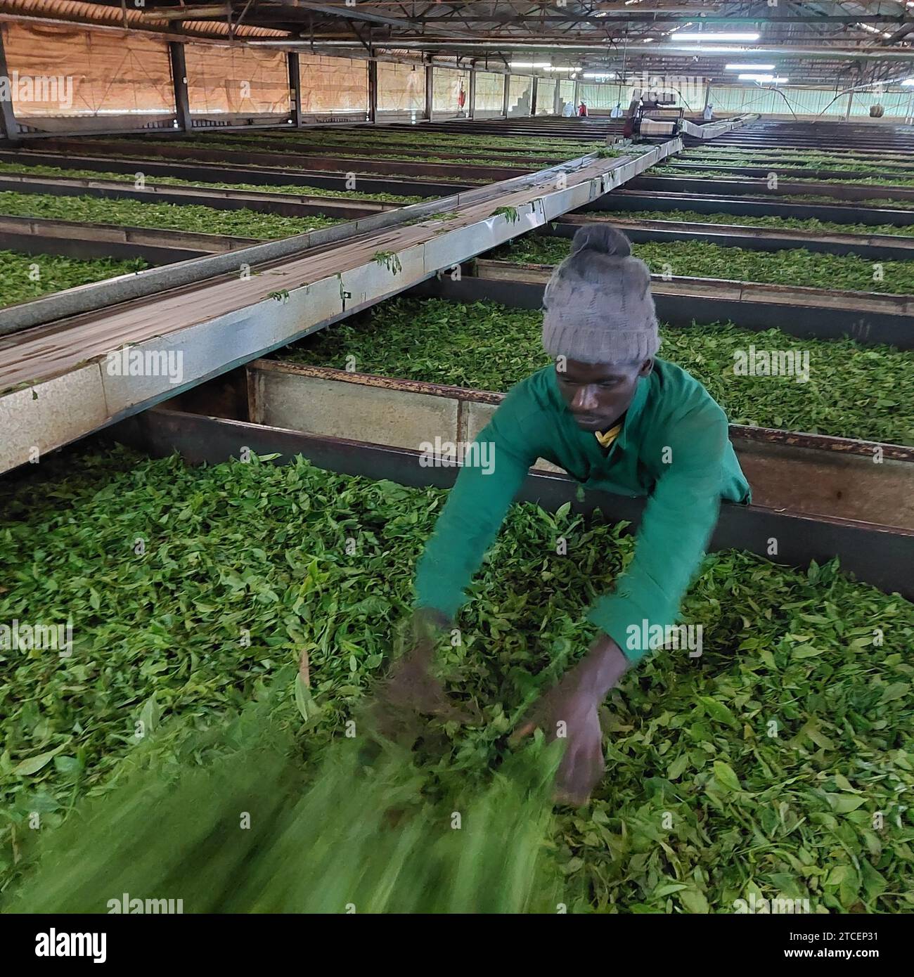 © PHOTOPQR/LE PARISIEN/Frédéric Mouchon ; Gatunguru ; 09/11/2023 ; A la Tea Factory de Gatunguru, le processus de séchage du thé est très gourmand en électricité mais le courant provient d'une mini usine hydroélectrique installée près de la rivière. Pour un coût de l'électricité moins élevé et des moindres rejets de CO2 Environnement, le miracle kényan : avec l'énergie solaire, le saut dans la modernité de l'île de Ndeda Sur le lac Victoria (Kenya), l'île de Ndeda est passée depuis cinq ans du charbon de bois et de la lampe à pétrole à l'électricité d'origine solaire. Un saut dans la modern Stock Photo