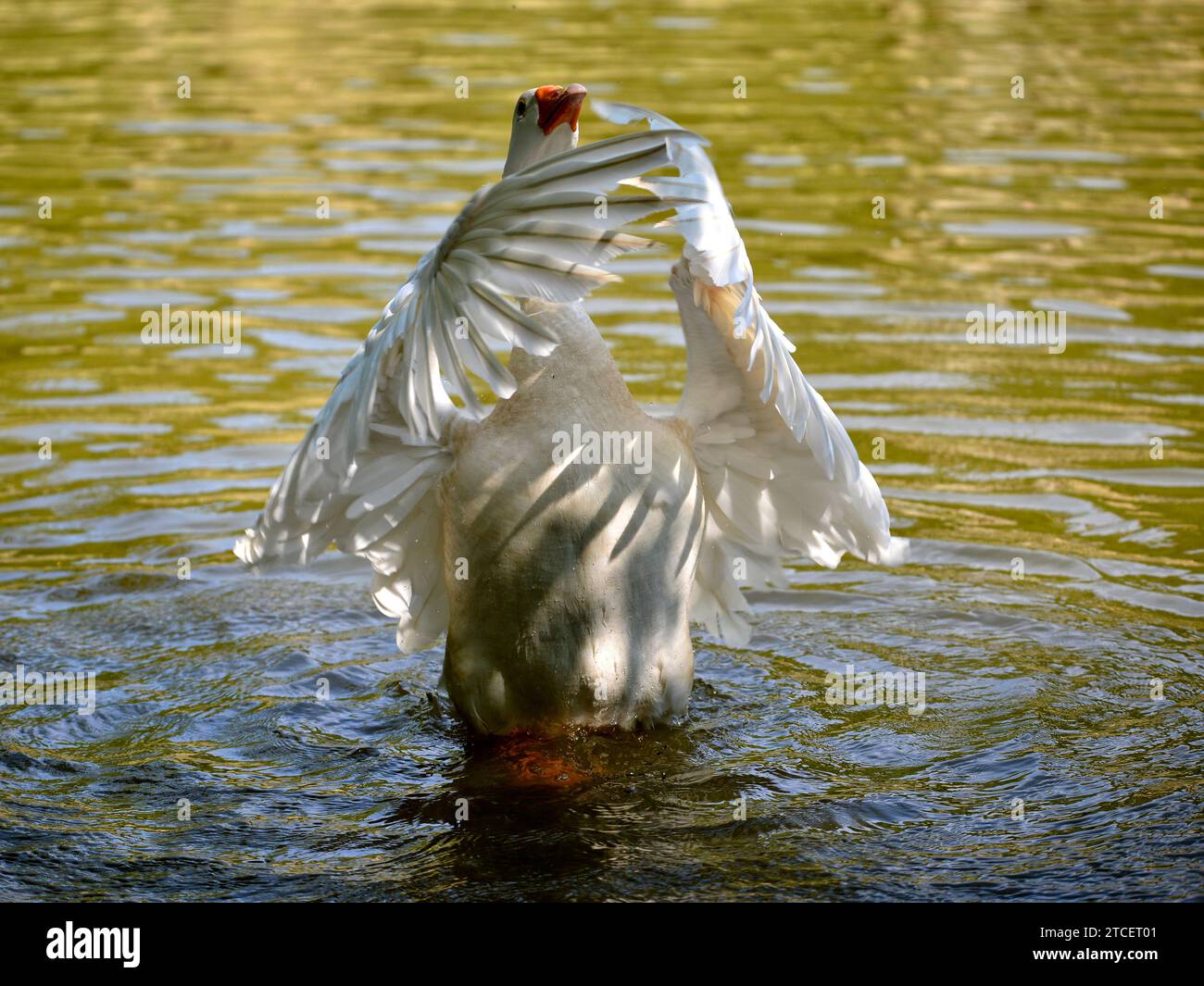 White goose (Anser anser domesticus) wings opened in the water Stock Photo