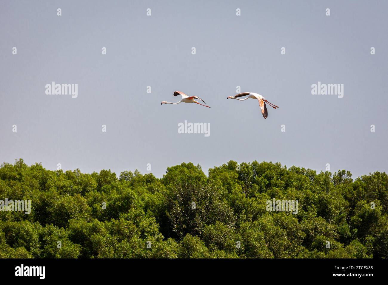 Two greater Flamingos (Phoenicopterus roseus) flying over Ras Al Khor Wildlife Sanctuary in Dubai, mangrove forest in the background. Stock Photo