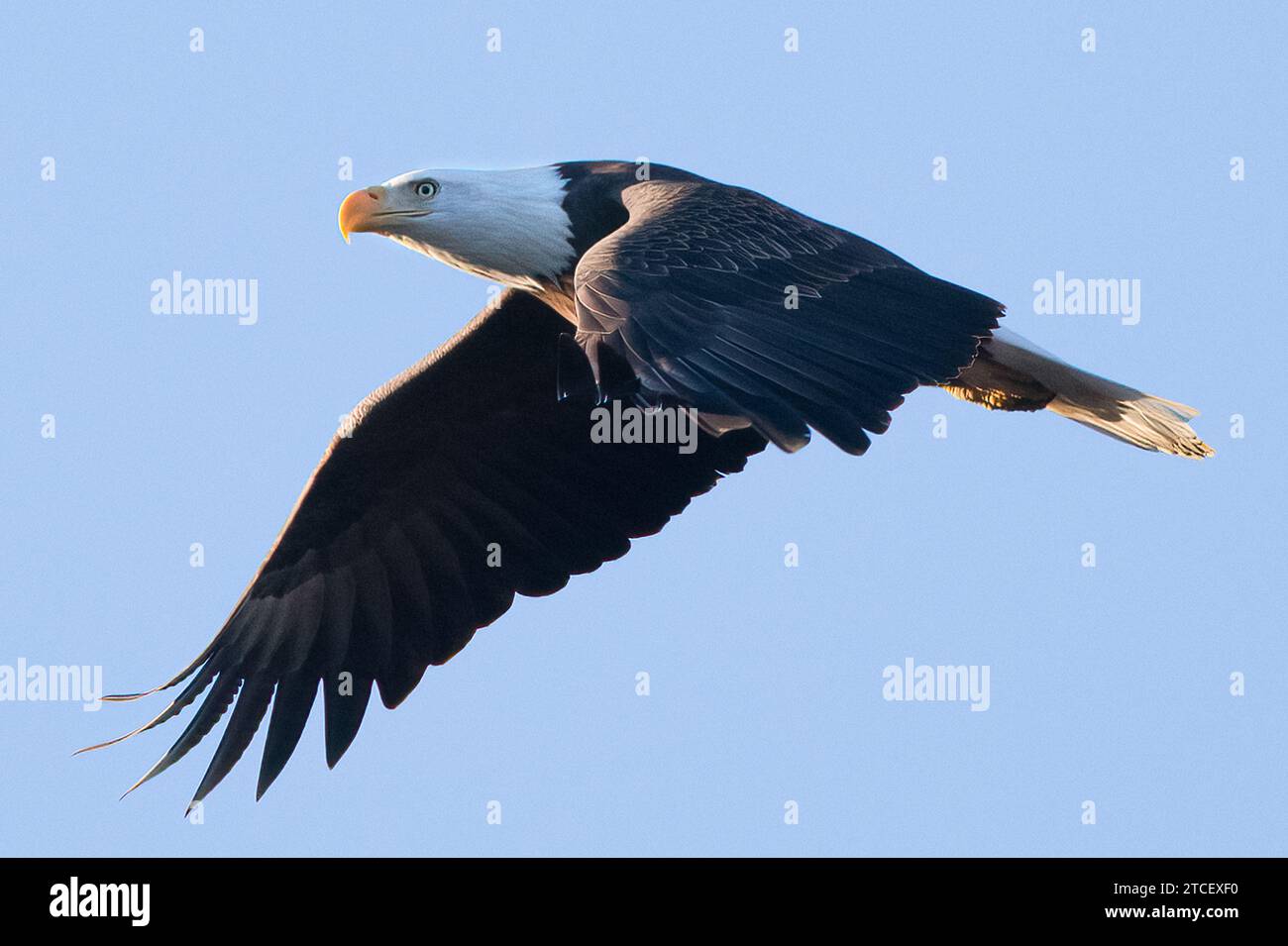 North American Bald Eagle Stock Photo - Alamy