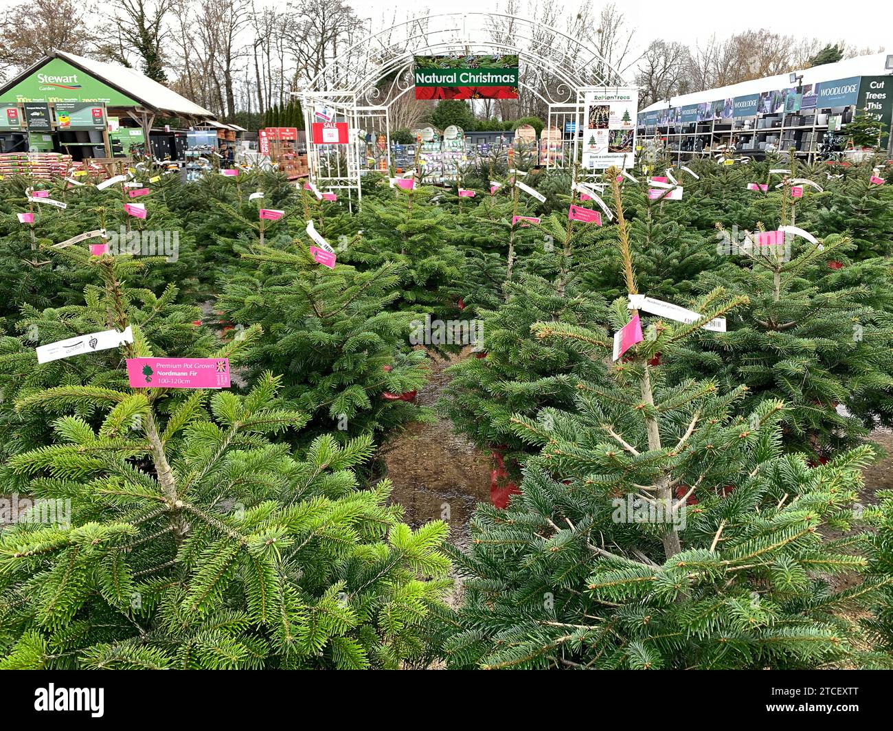 Bagshot, Surrey, UK. 12th December, 2023. Longacres Garden Centre in