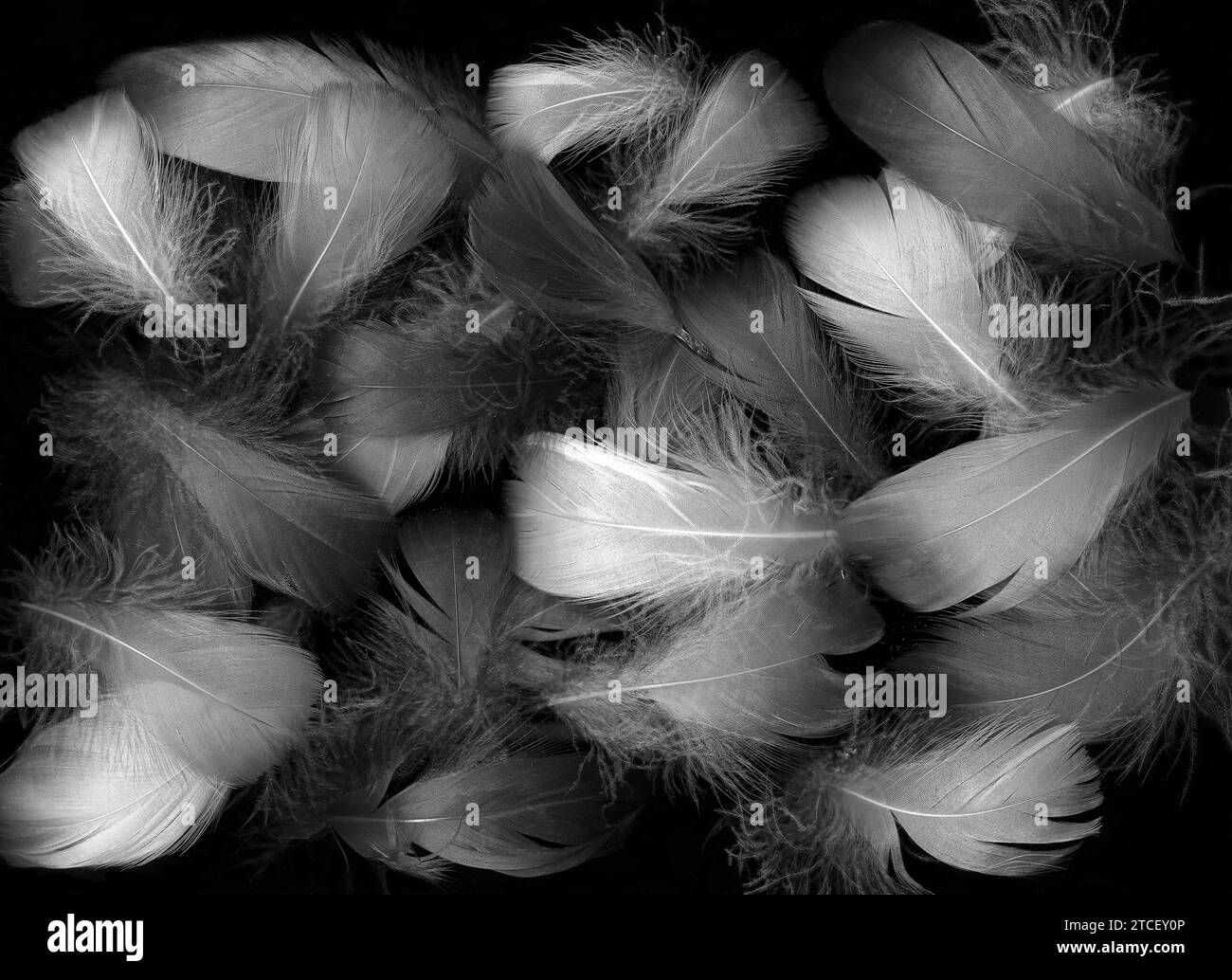 Colored feathers Black and White Stock Photos & Images Alamy