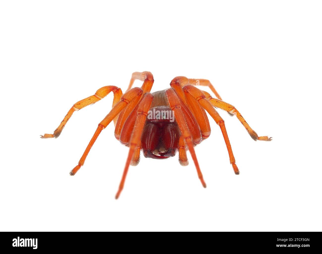 Woodlouse spider isolated on white background, Dysdera crocata Stock